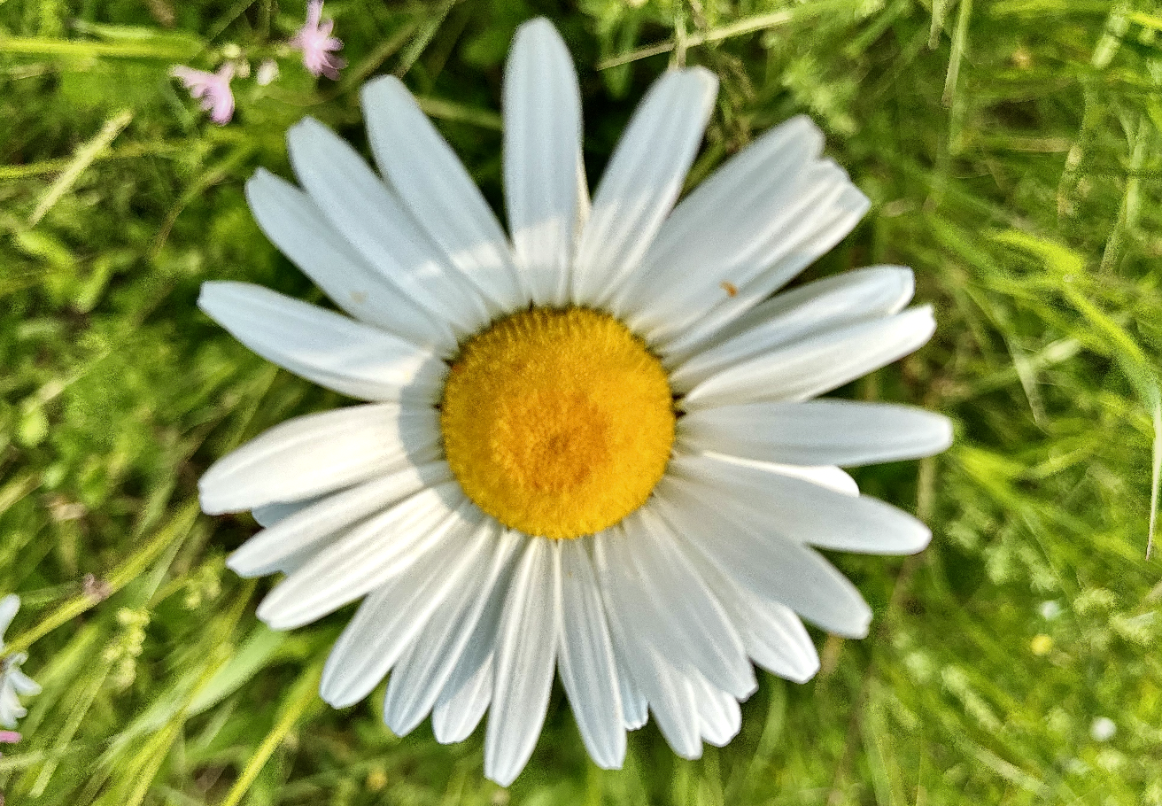 A close-up photo of a single white daisy with a yellow center, surrounded by green grass and small purple flowers in the background.