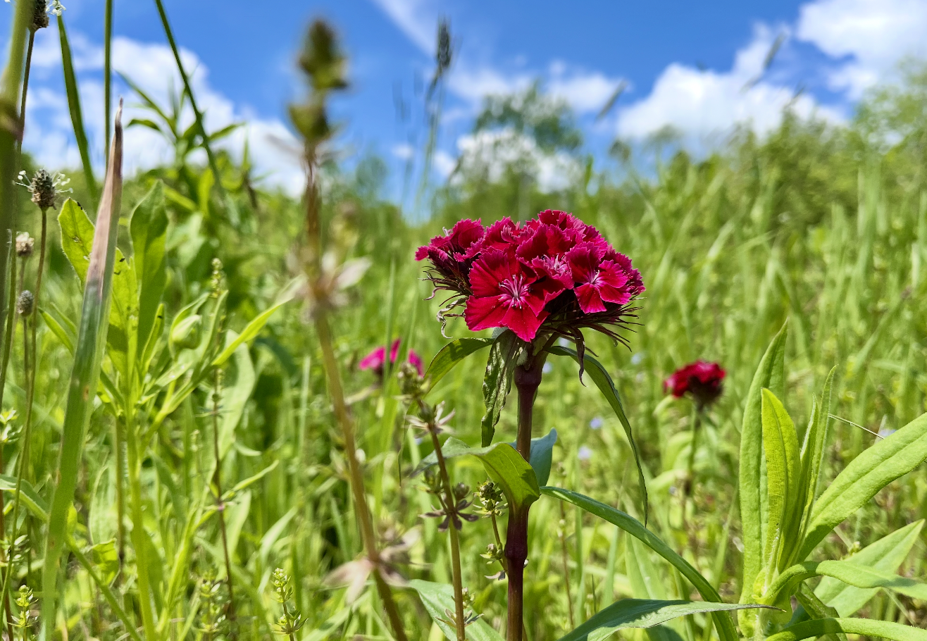 A bright pink flower in a green grassy field under a blue sky with some clouds.
