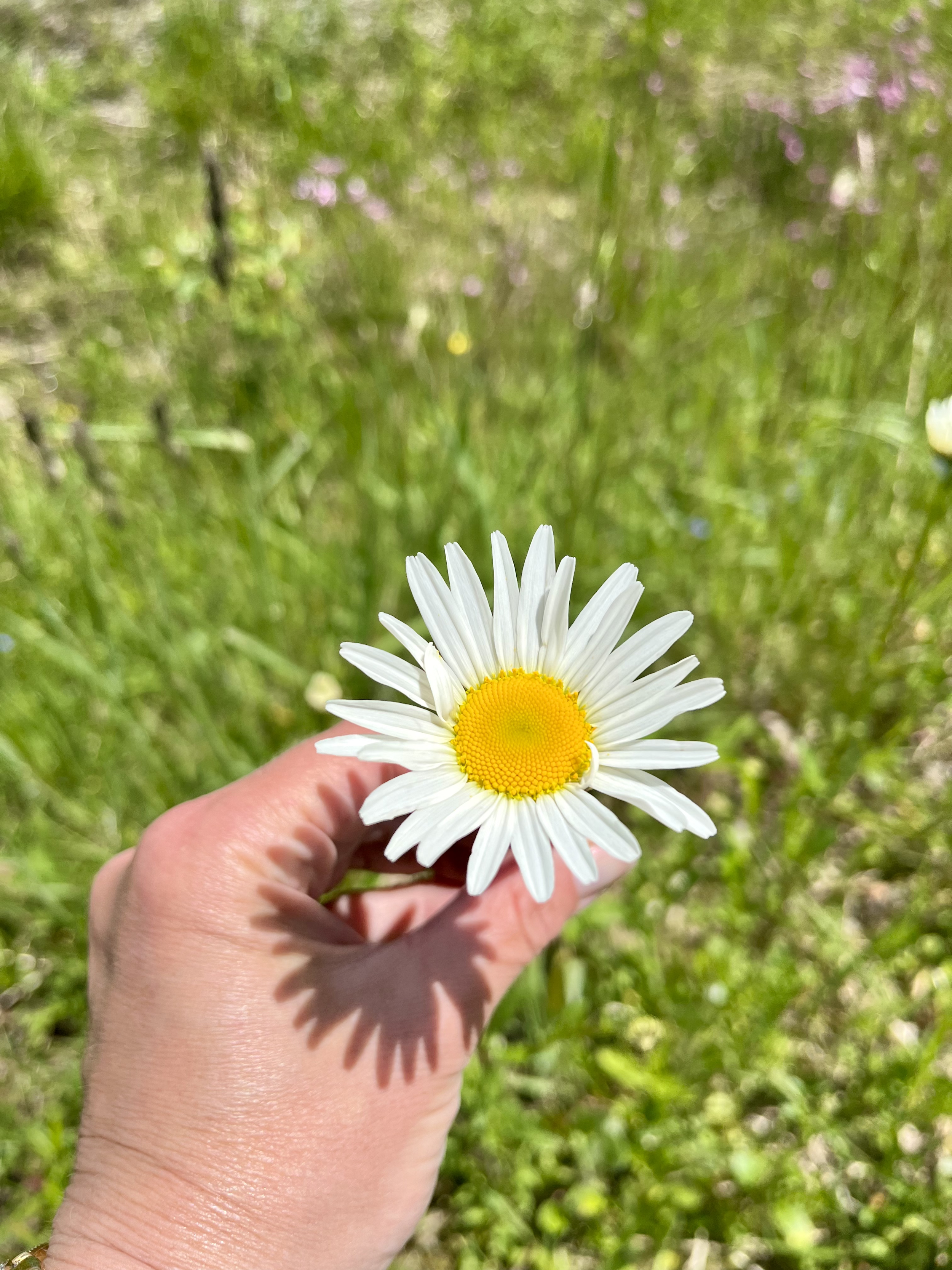 A person's hand holding a white daisy flower with a yellow center against a blurred grassy background.