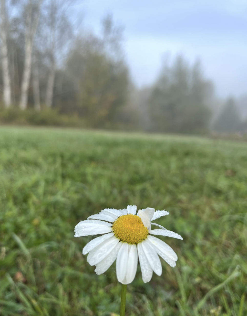 Close-up of a daisy flower with water droplets on white petals and a yellow center, in a grassy field with a foggy background and trees.