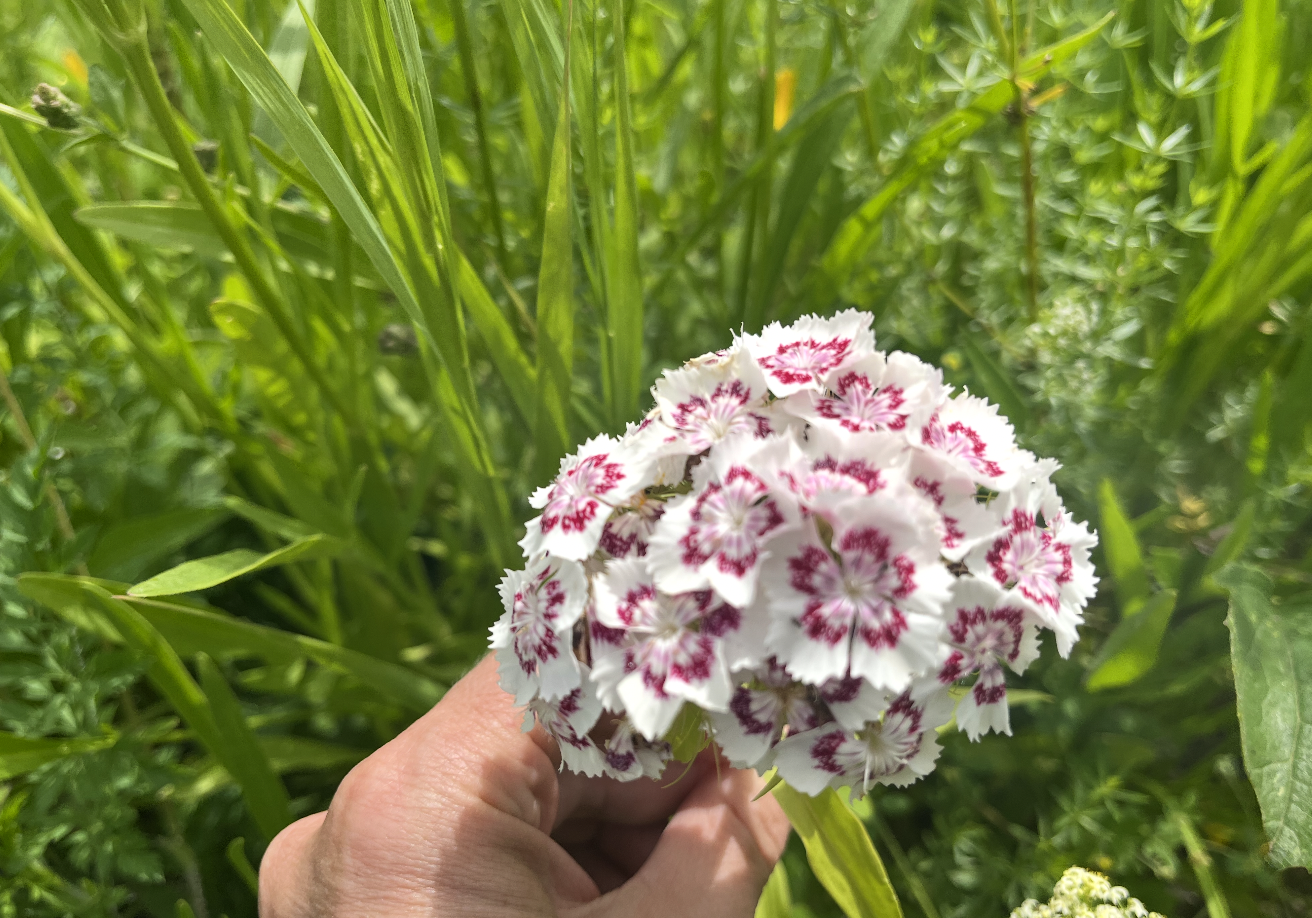 Person holding a white flower with pink markings in a green outdoor garden.