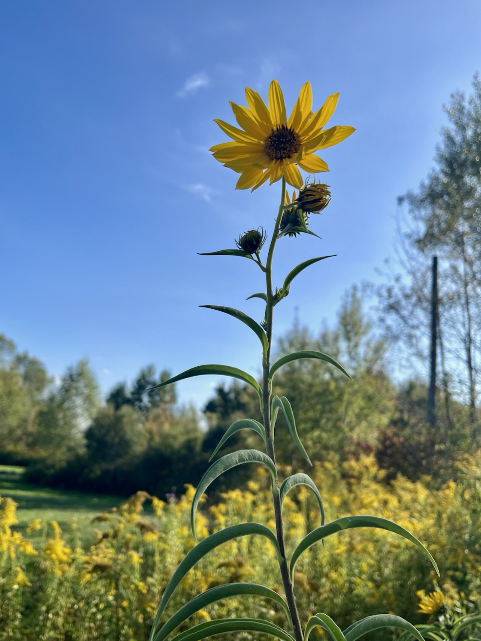 Close-up of a yellow sunflower with dark center, set against a blue sky with a few clouds and trees in the background.