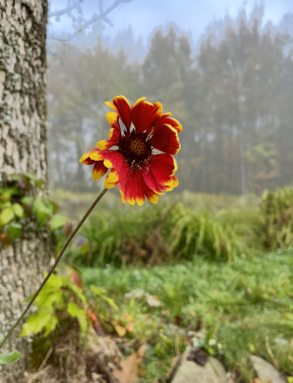 A close-up of a colorful red and yellow flower growing next to a tree in a natural outdoor setting with trees and grass in the background.