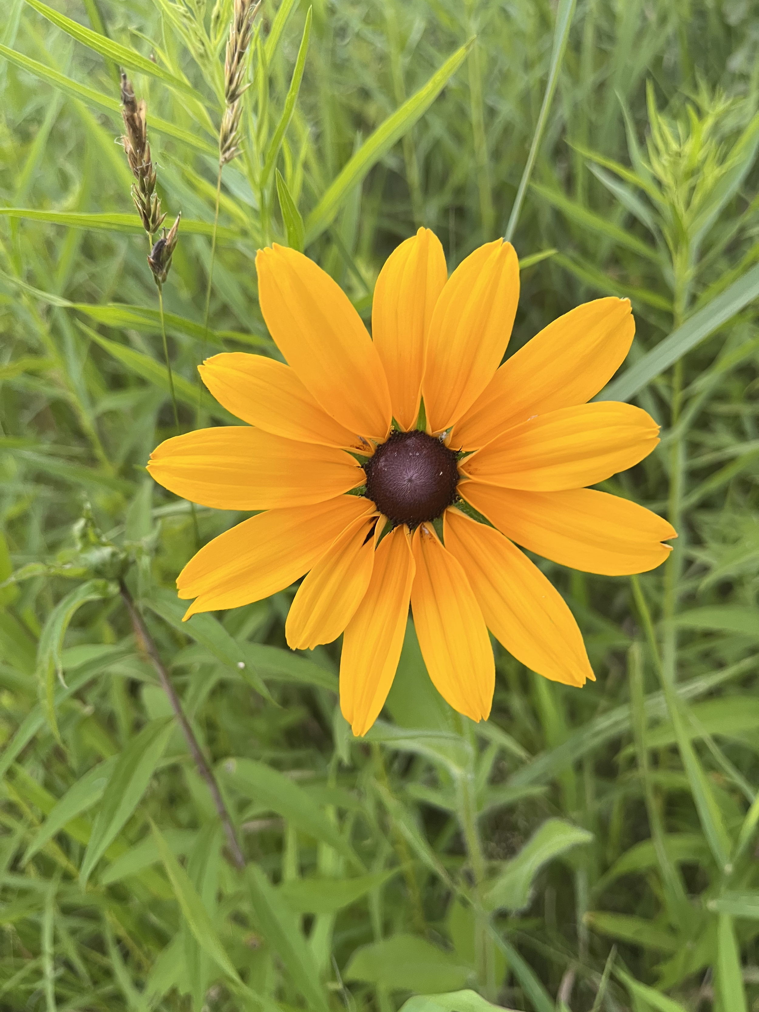 A yellow flower with a dark brown center surrounded by green grass and leaves.