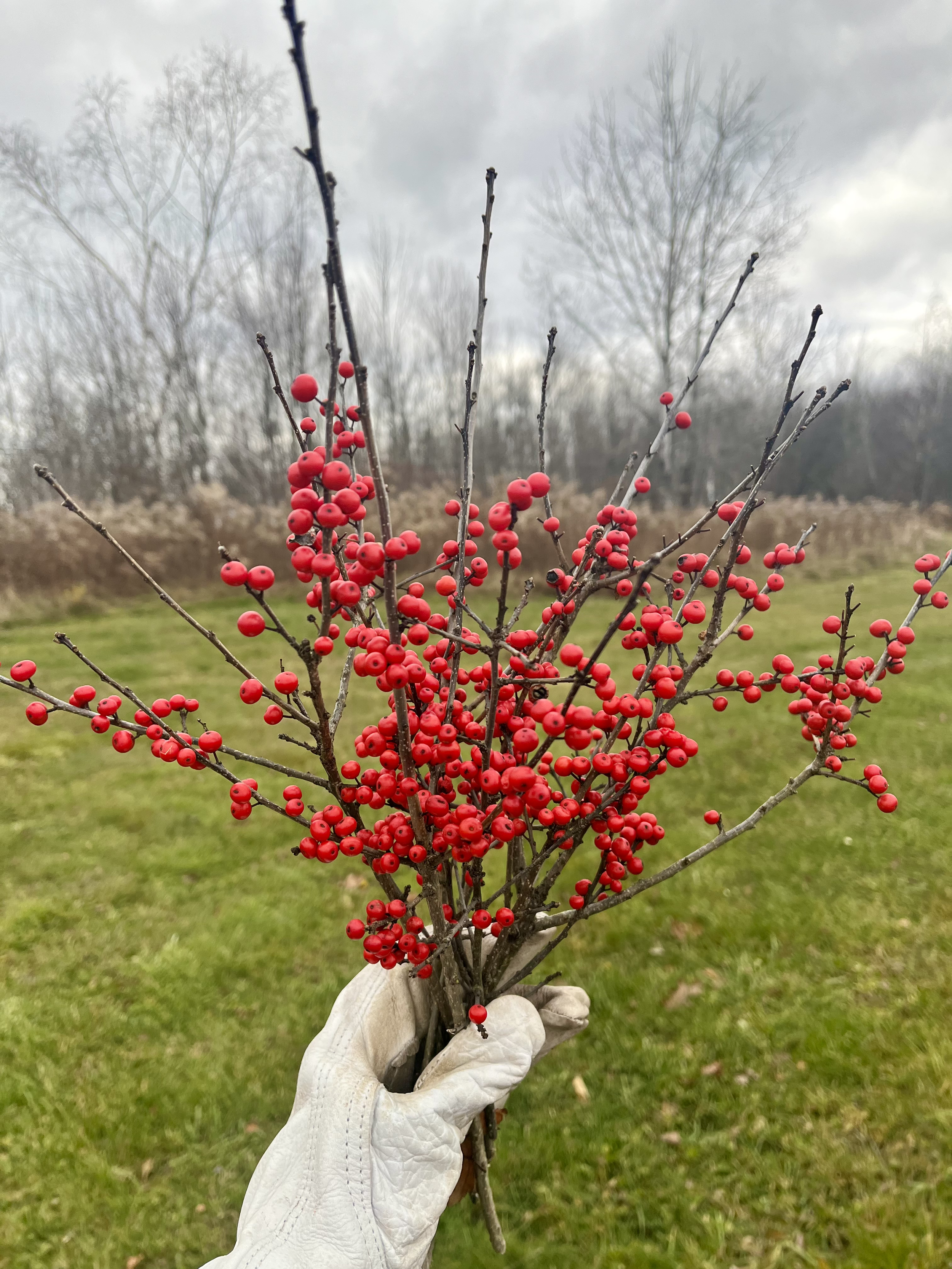Person wearing a white glove holding a small branch with red berries in an outdoor natural setting with leafless trees and cloudy sky in the background.