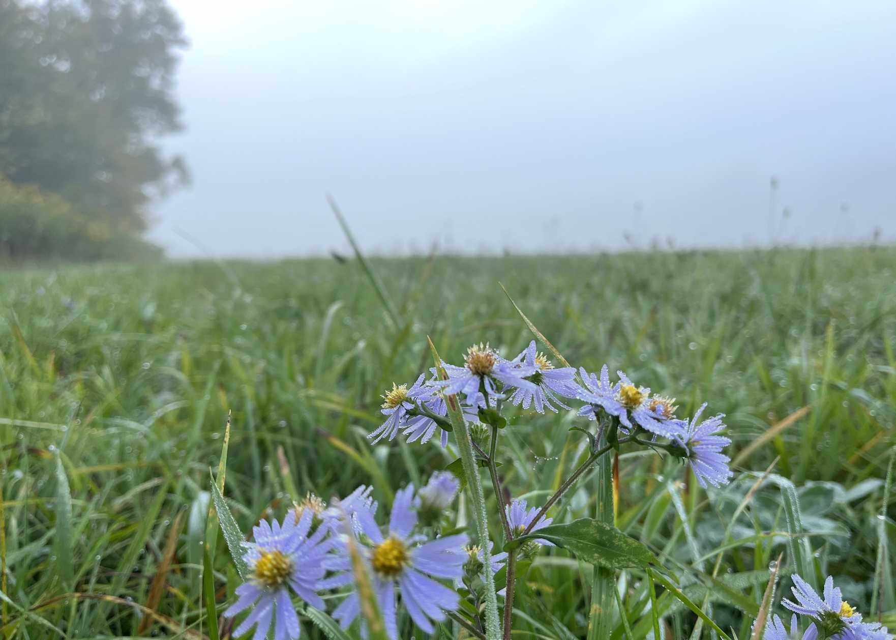 Close-up of purple wildflowers with yellow centers growing in dewy green grass, foggy background with distant trees.