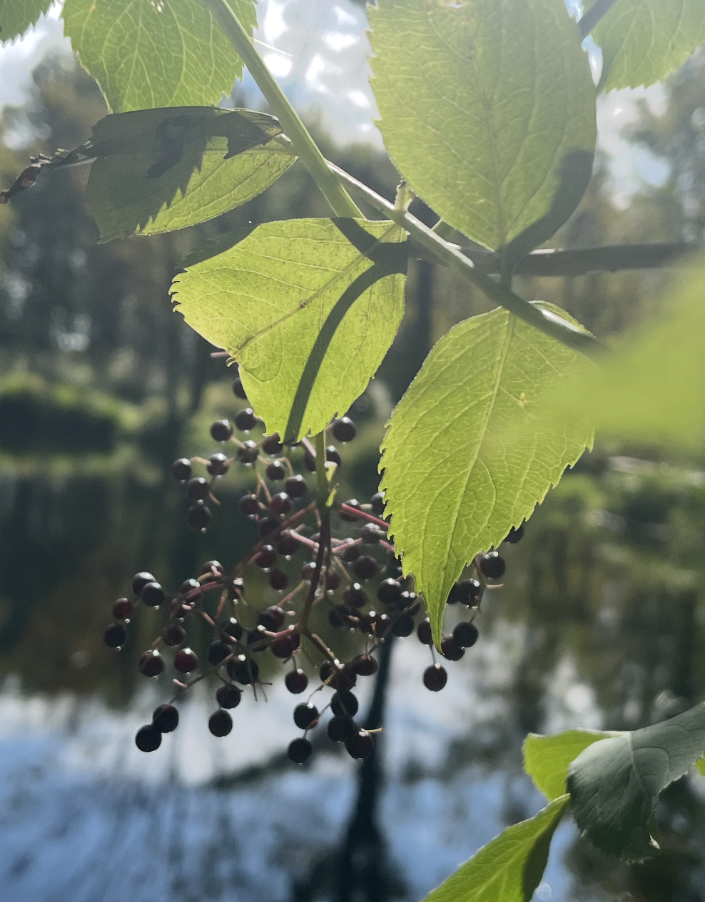 Close-up of green leaves and dark berries on a vine with a body of water and trees in the background.