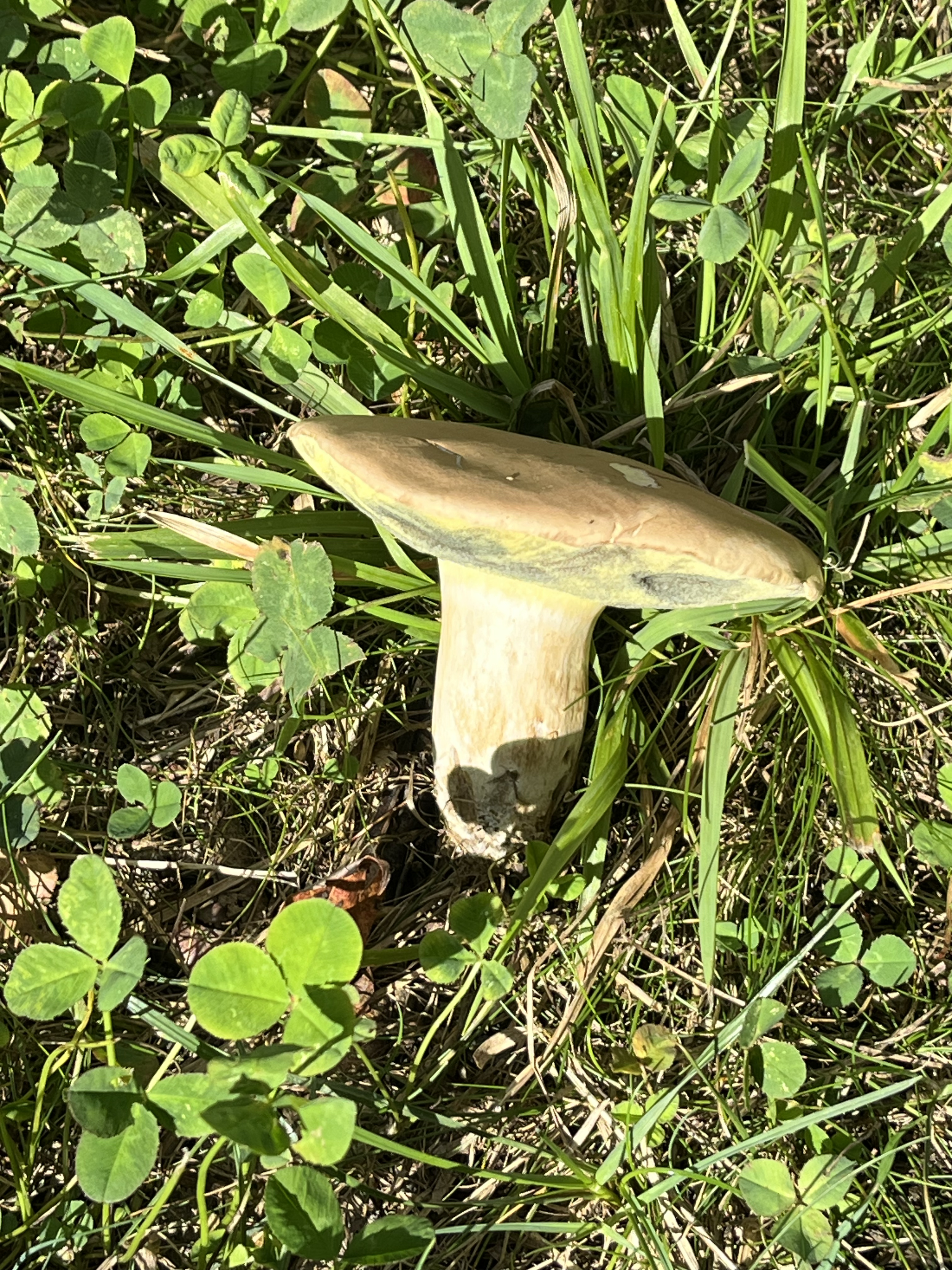 A mushroom growing among green grass and clover leaves on the ground.