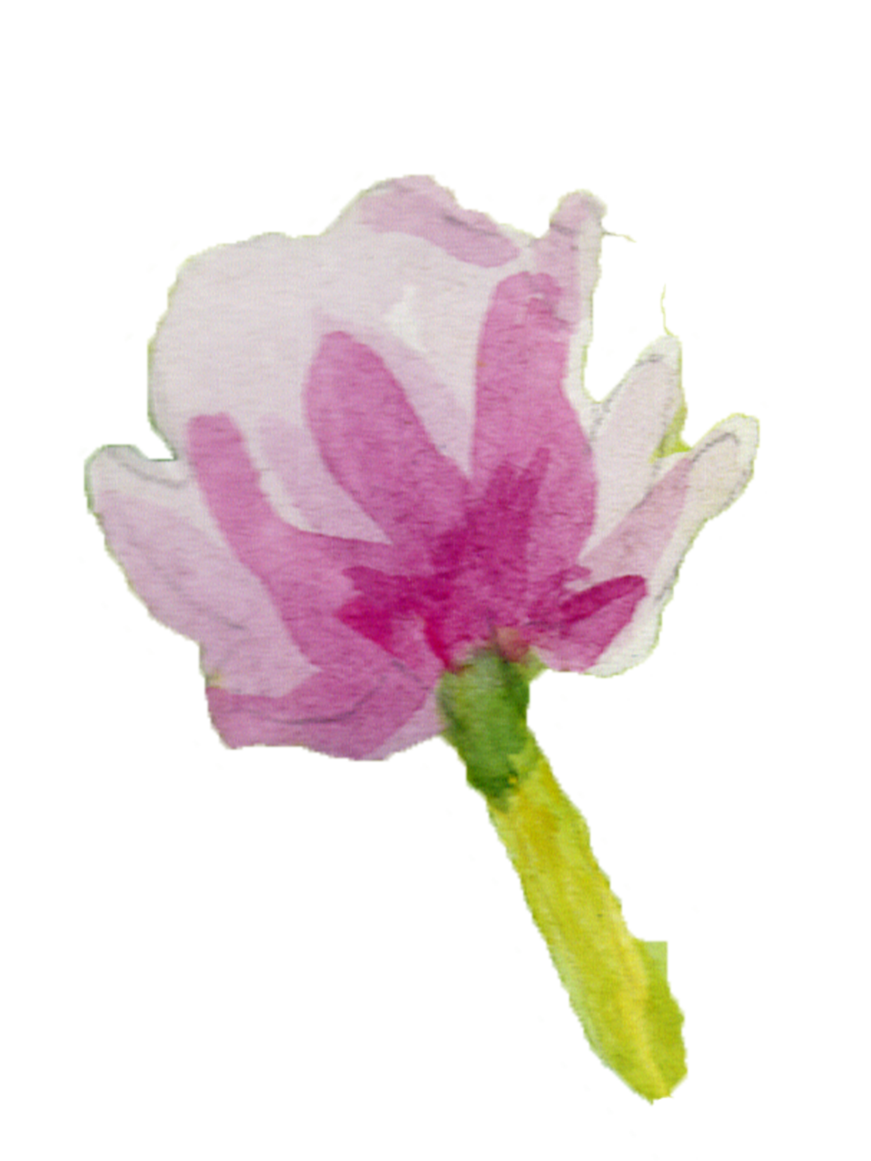 Close-up of a pink and white flower with a green stem, isolated on black.