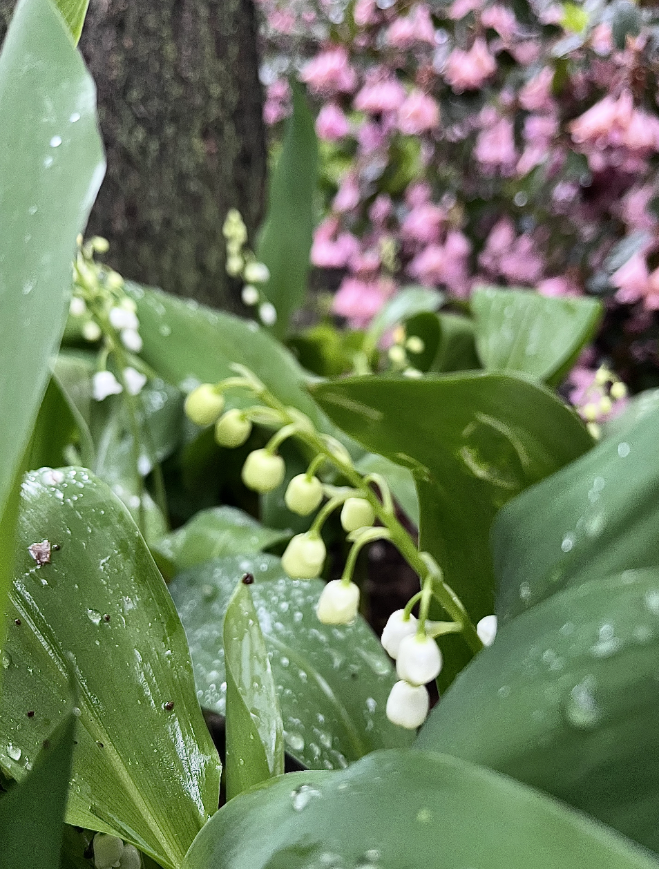 Close-up of white lily of the valley flowers with green leaves and visible water droplets in a garden setting.