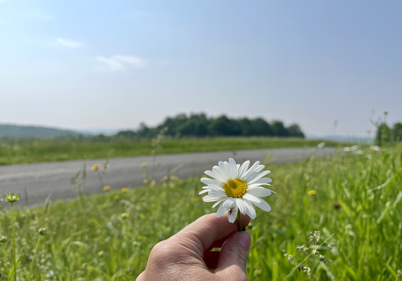 Person holding a daisy flower in a grassy field with a road and trees in the background under a partly cloudy sky.