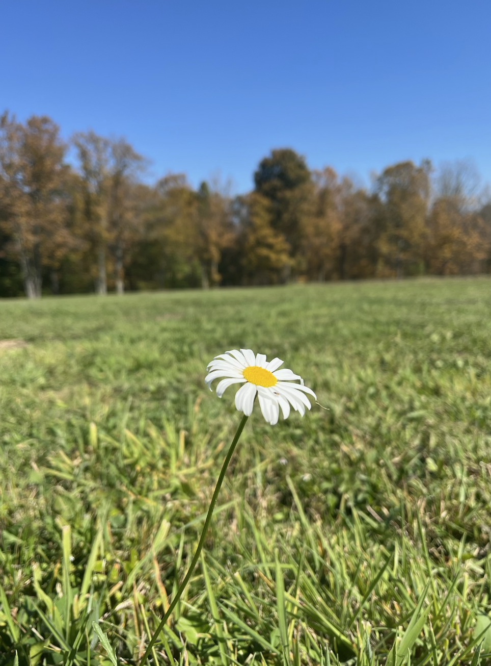Close-up of a single daisy flower with white petals and a yellow center in a grassy field, with a background of trees and a blue sky.