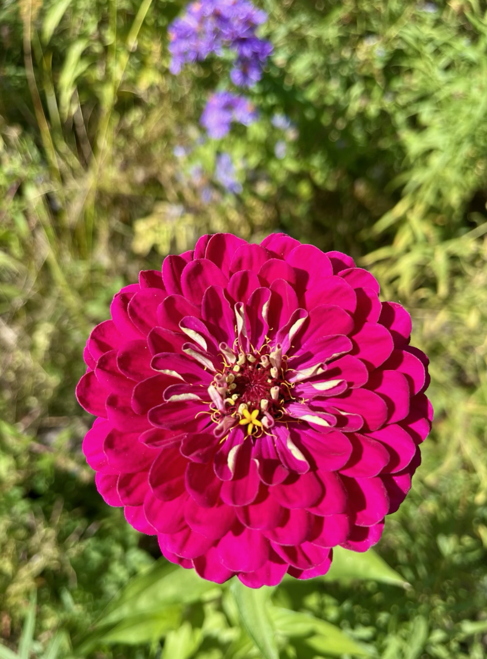 Close-up of a vibrant pink zinnia flower with layered petals and yellow-tipped stamens, surrounded by green foliage and blurred purple flowers in the background.