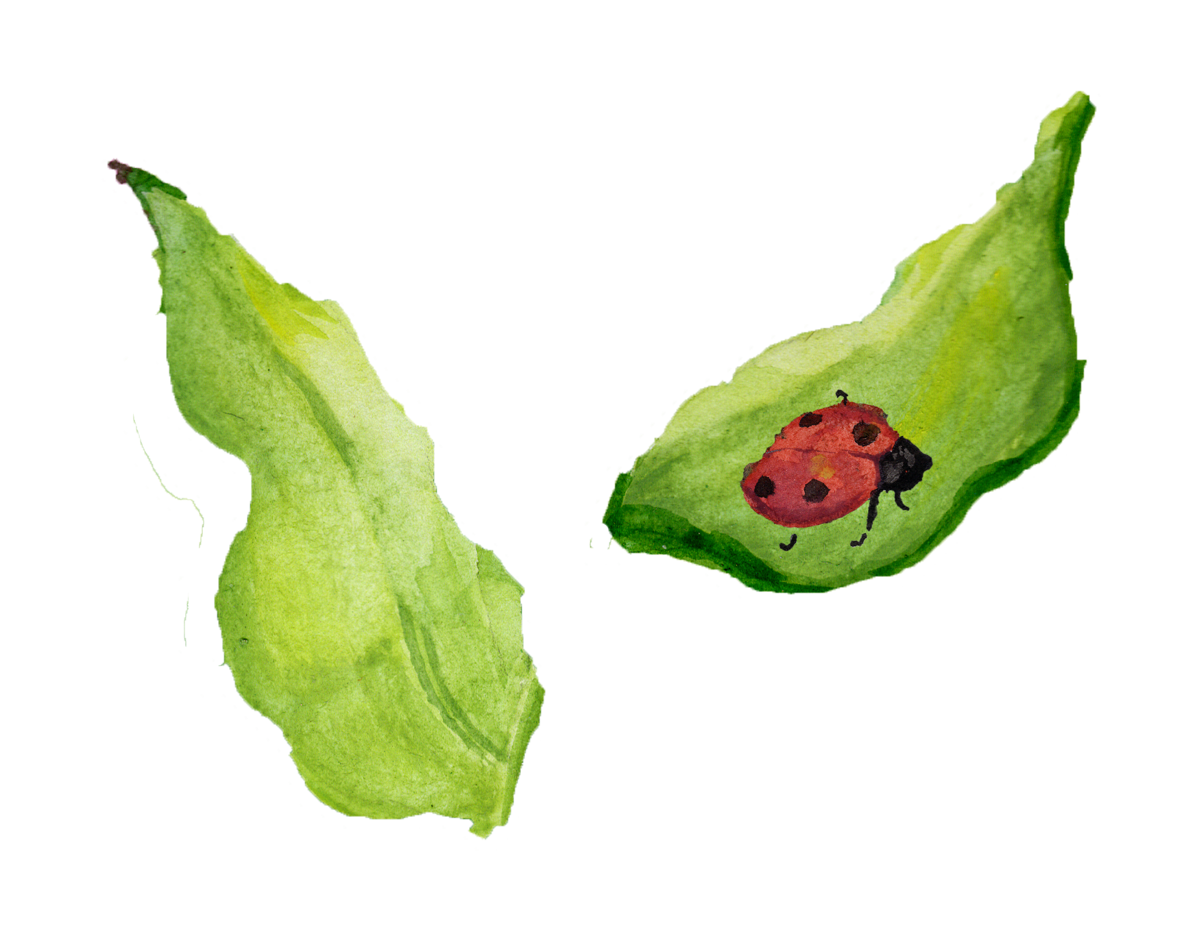 Watercolor illustration of two green leaves with a red ladybug on one leaf.