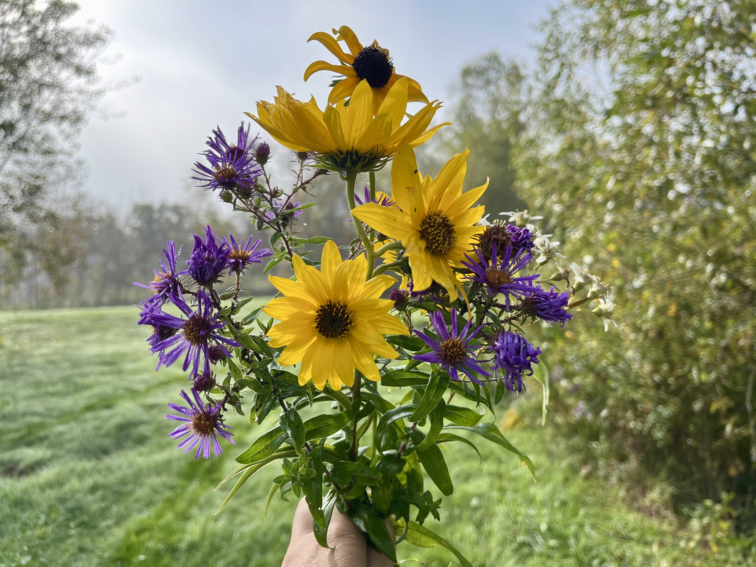 A person holding a bouquet of yellow and purple flowers outdoors with trees and grass in the background.