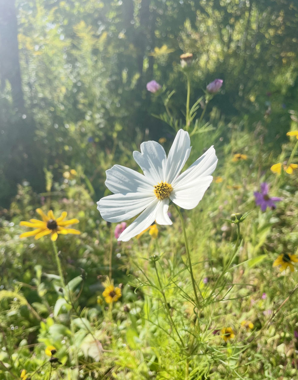 Close-up of a white flower with yellow center in a field of yellow and purple wildflowers, sunlight filtering through green trees in the background.