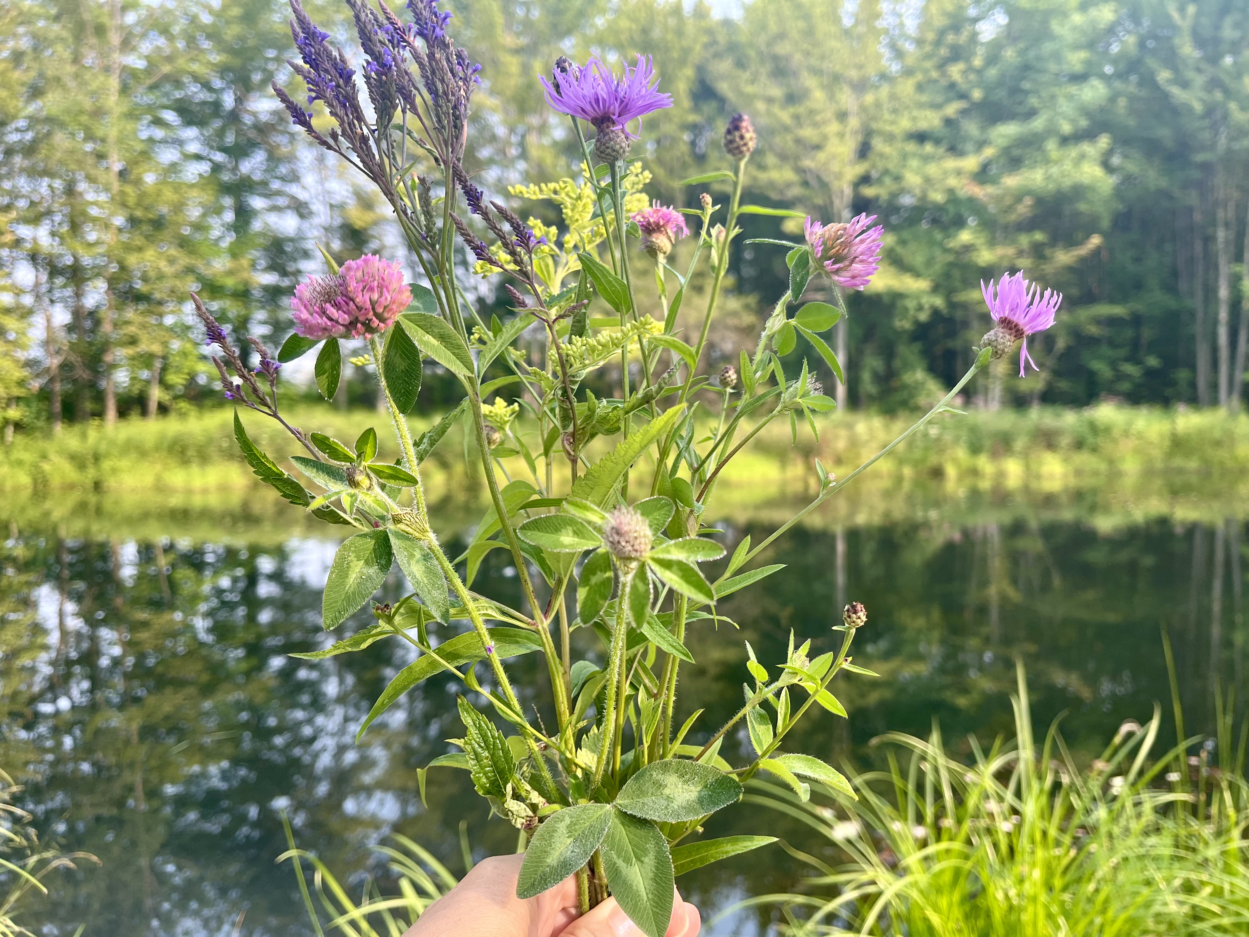 Person holding a bunch of flowering herbs or plants with purple and pink flowers, against a background of a river and trees.