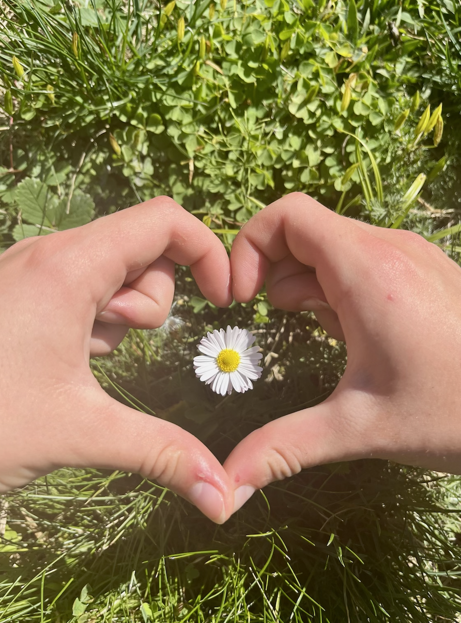 Hands forming a heart shape around a small white daisy with a yellow center, in a grassy outdoor setting.