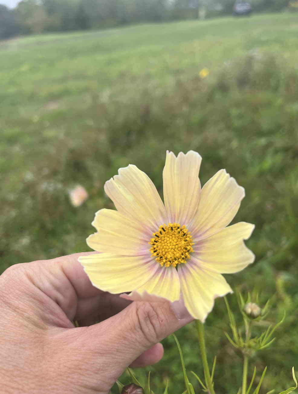A person holding a light yellow flower with a yellow center and pinkish hue near the center, against a blurred green outdoor background.