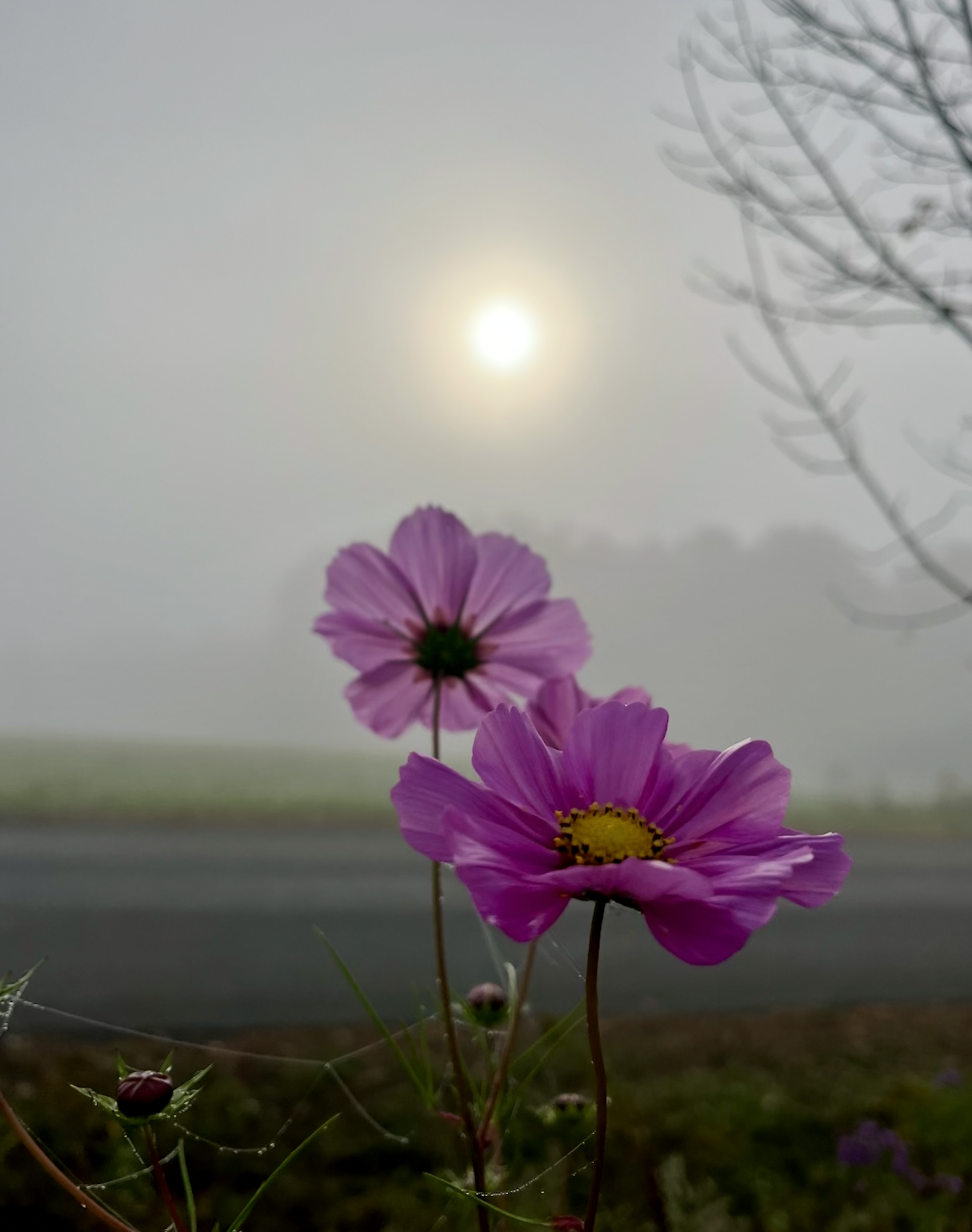 Pink and purple flowers growing in a foggy landscape with the sun faintly visible in the background and tree branches on the right side.