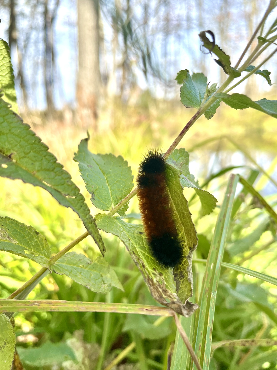 A fuzzy black and brown caterpillar on a green leaf in a natural outdoor setting with grass and trees in the background.
