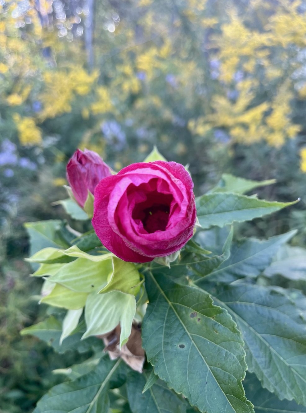 A pink flower in bloom with green leaves and a background of yellow and green foliage.