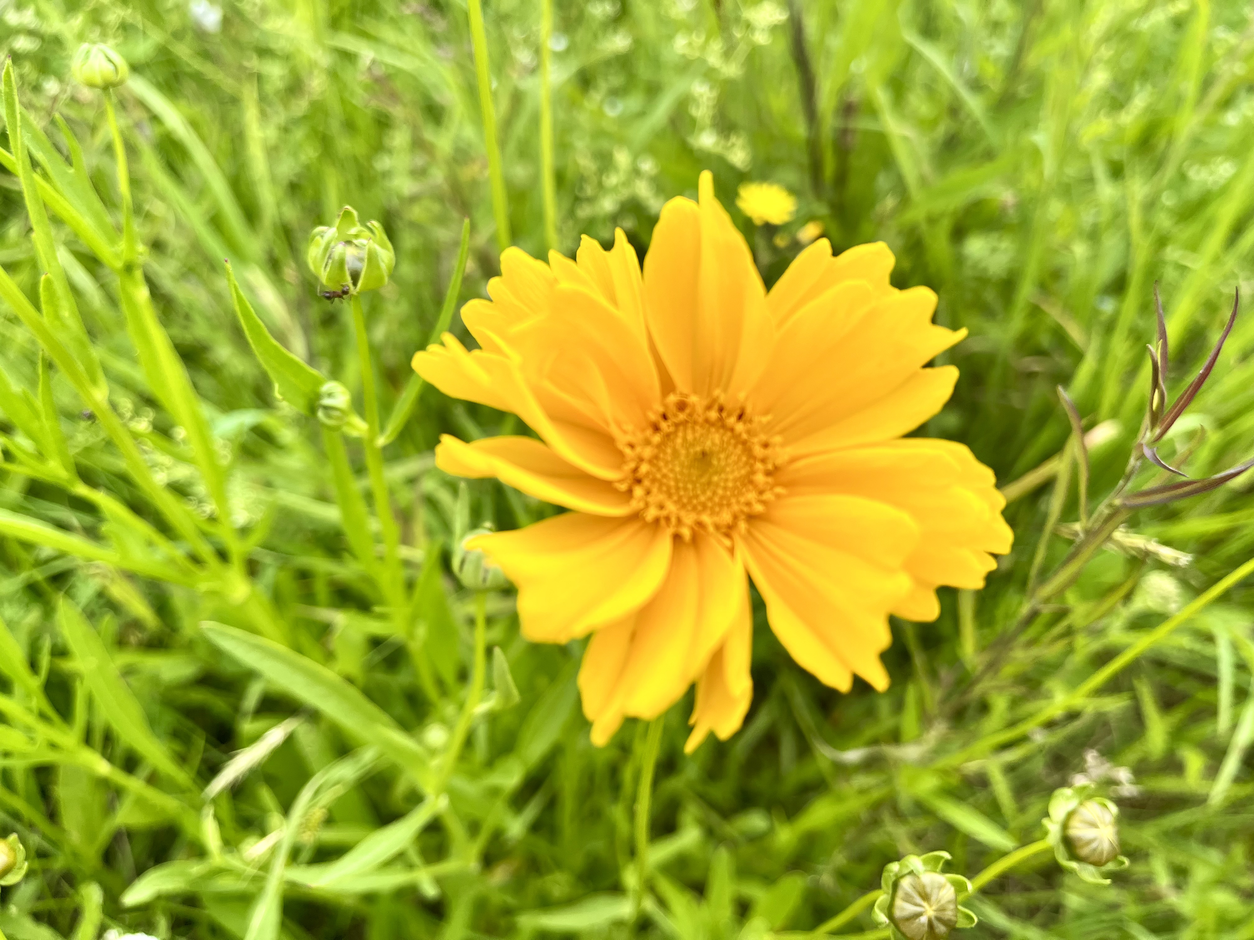 Close-up of a bright yellow flower with many petals, surrounded by green grass and small buds.