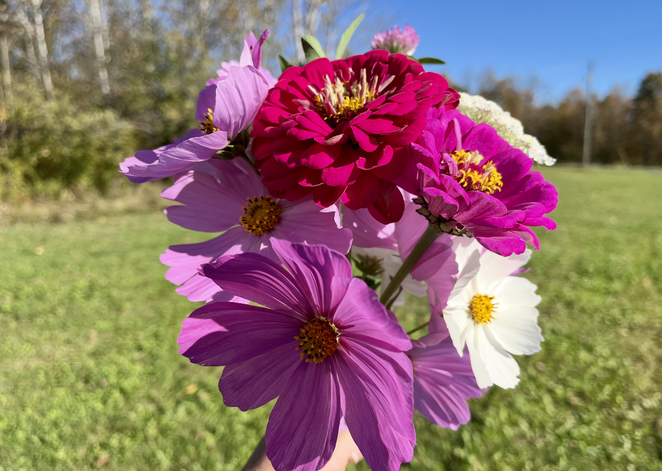 A bouquet of various colorful flowers including pink, purple, white, and red, held outdoors with a grassy field, trees, and a clear blue sky in the background.