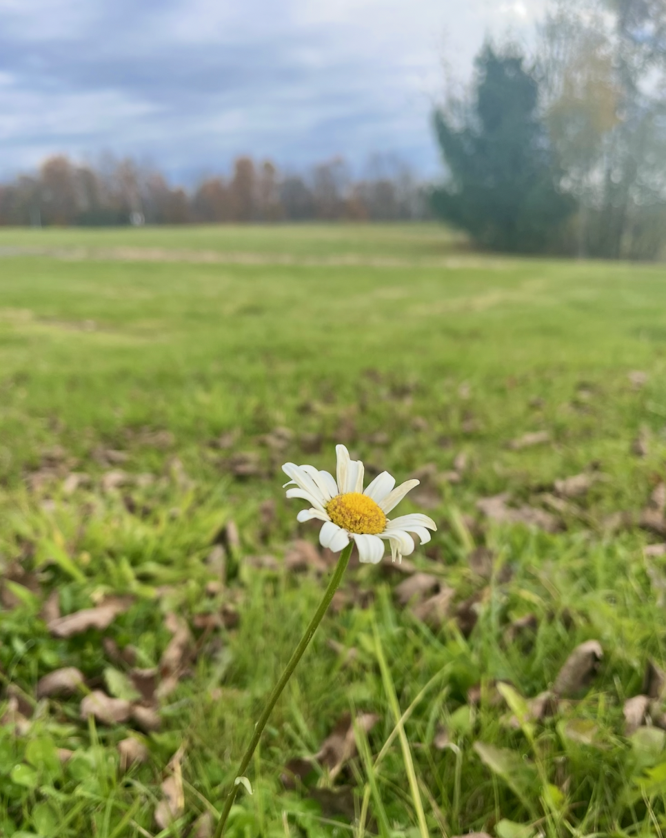 A single daisy flower with white petals and a yellow center growing in a grassy field.