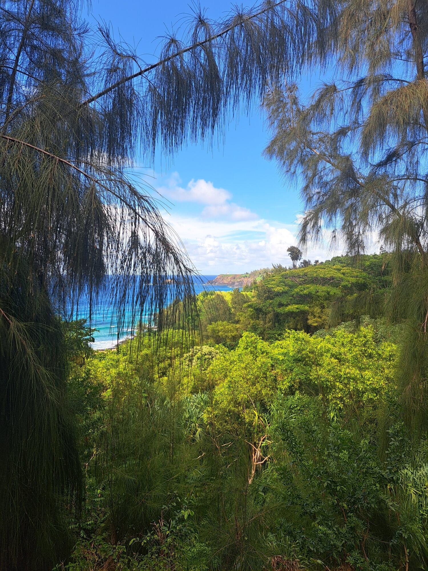Lush tropical forest overlooking bright blue ocean and coastline in Hawaii