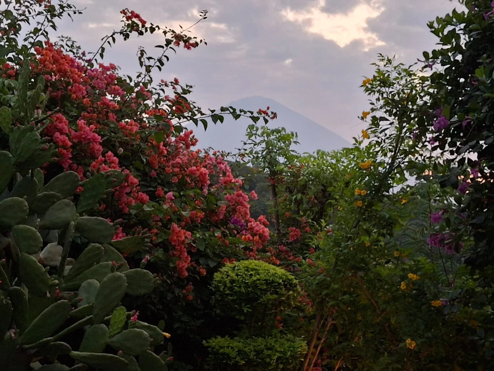 Colorful tropical garden with flowering plants and lush greenery in Amed, Bali, Indonesia