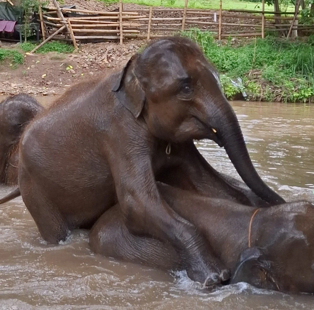 Baby elephant playing in a muddy pool at Elephant Freedom Project in Chiang Mai, Thailand.