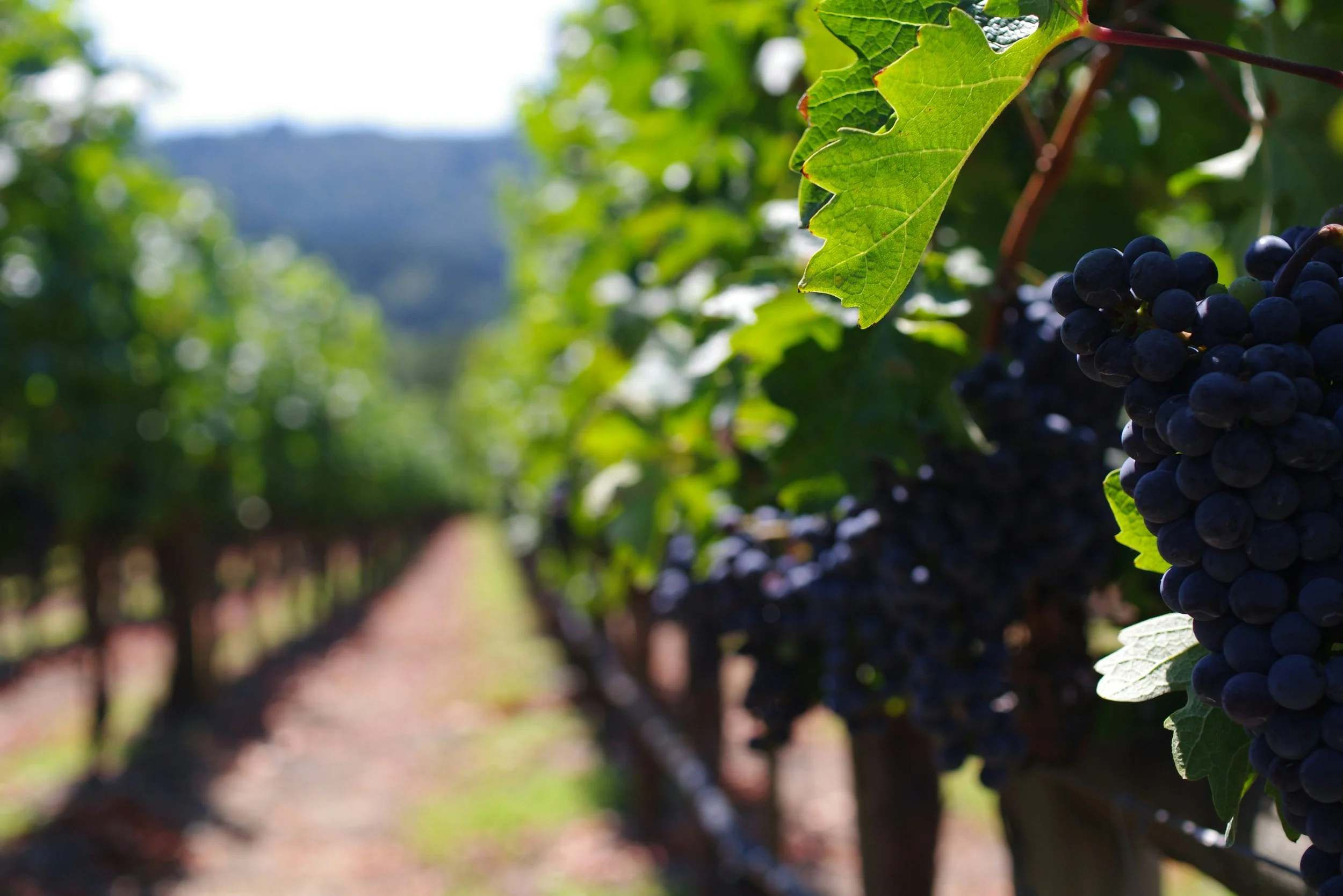 Close-up of a bunch of dark purple grapes hanging from a vine in a vineyard, with a green leaf and rows of grapevines in the background.