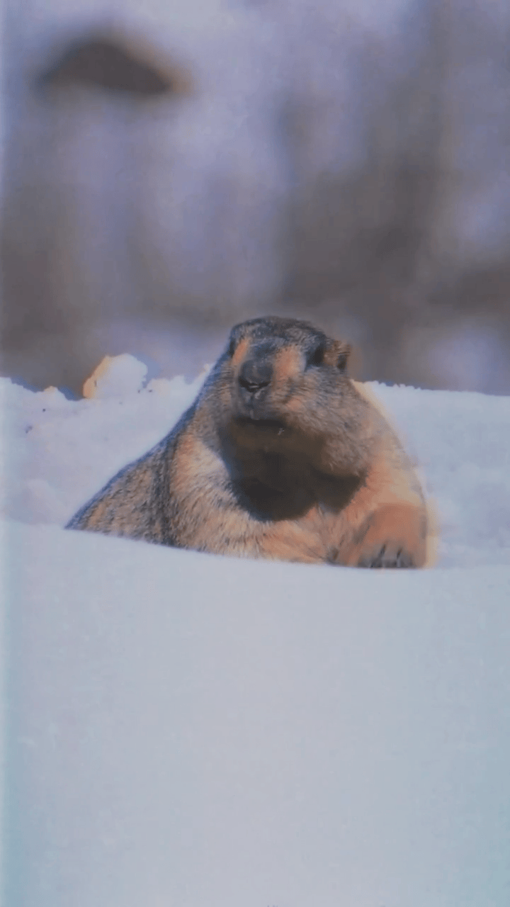 AQOuERIJhHPxRbweHE1KKmEyNDoHb8xXNJHJm7ID3y_6m4k7iFT4utcdxxdi3xD3VYQkWVUMz5h_Q02jrDpVMfSGhK8uQacq9zhHAIY.gif