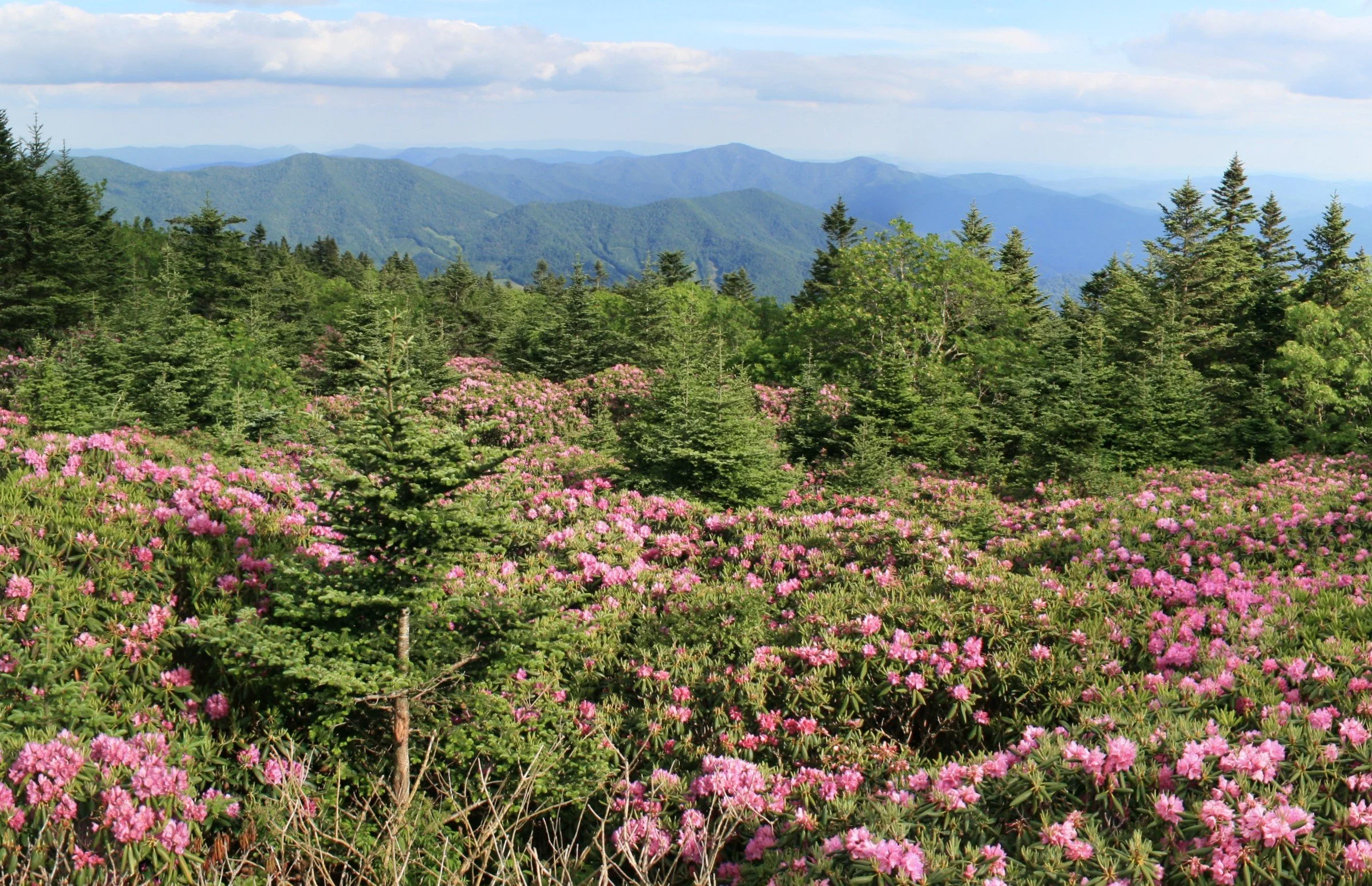 Mountain range with lush green trees, pink flowering bushes, and distant blue mountains under a partly cloudy sky.