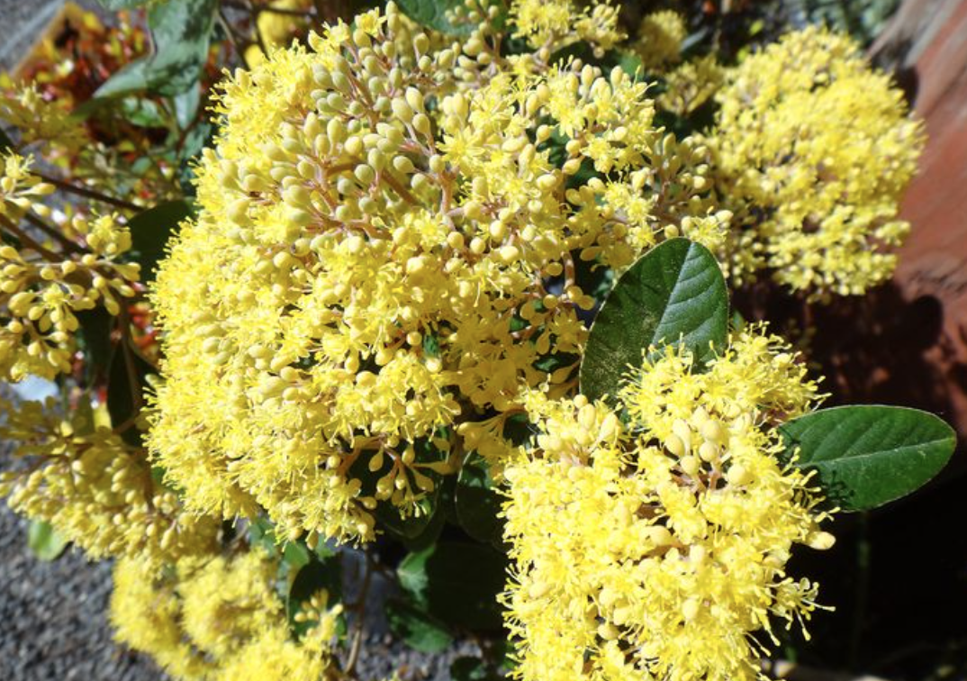 Close-up of clusters of yellow flowers with green leaves in the background.