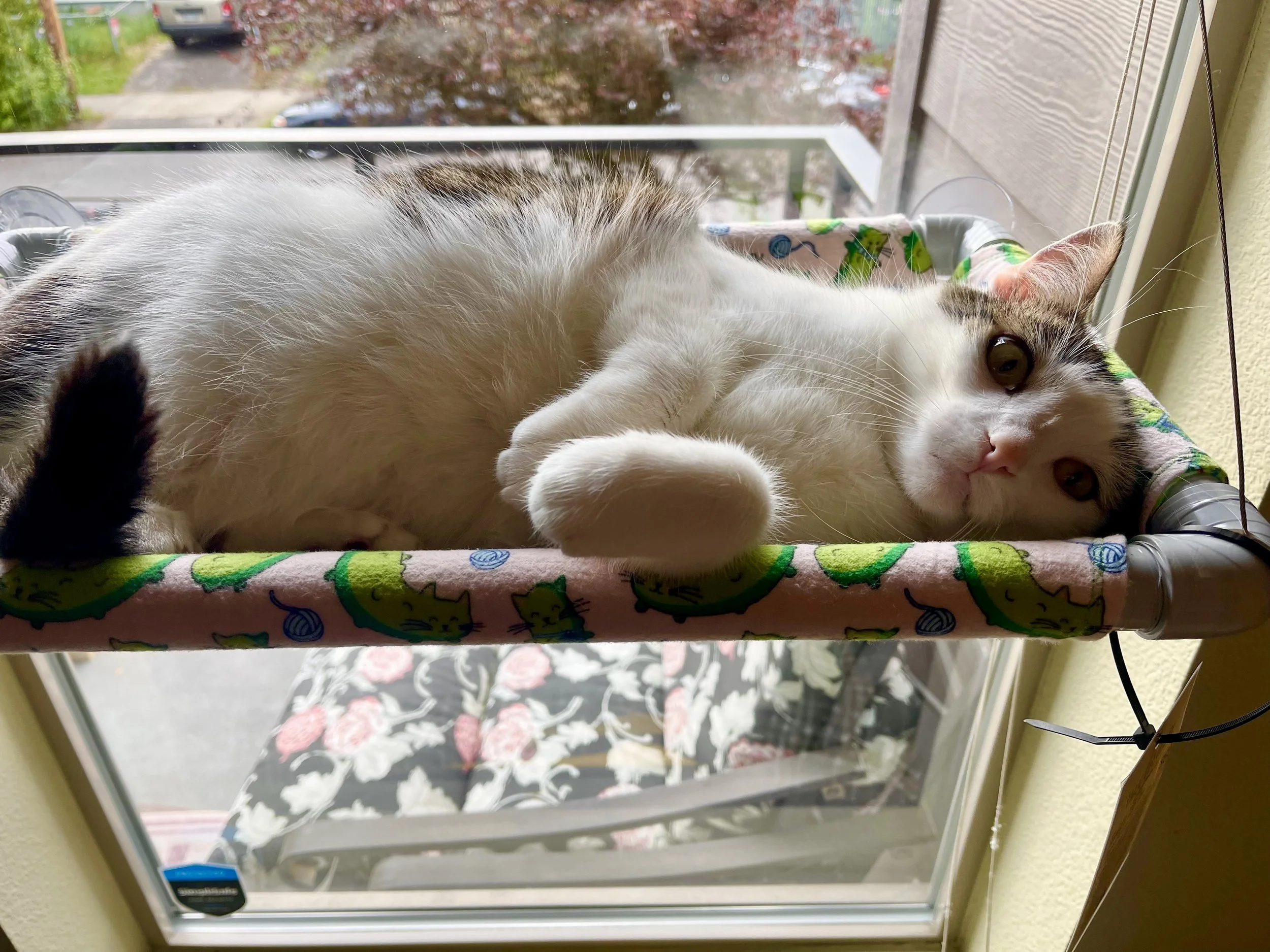 A white and gray tabby cat lying on a colorful fabric-covered window perch, looking outside at a tree and parked cars.