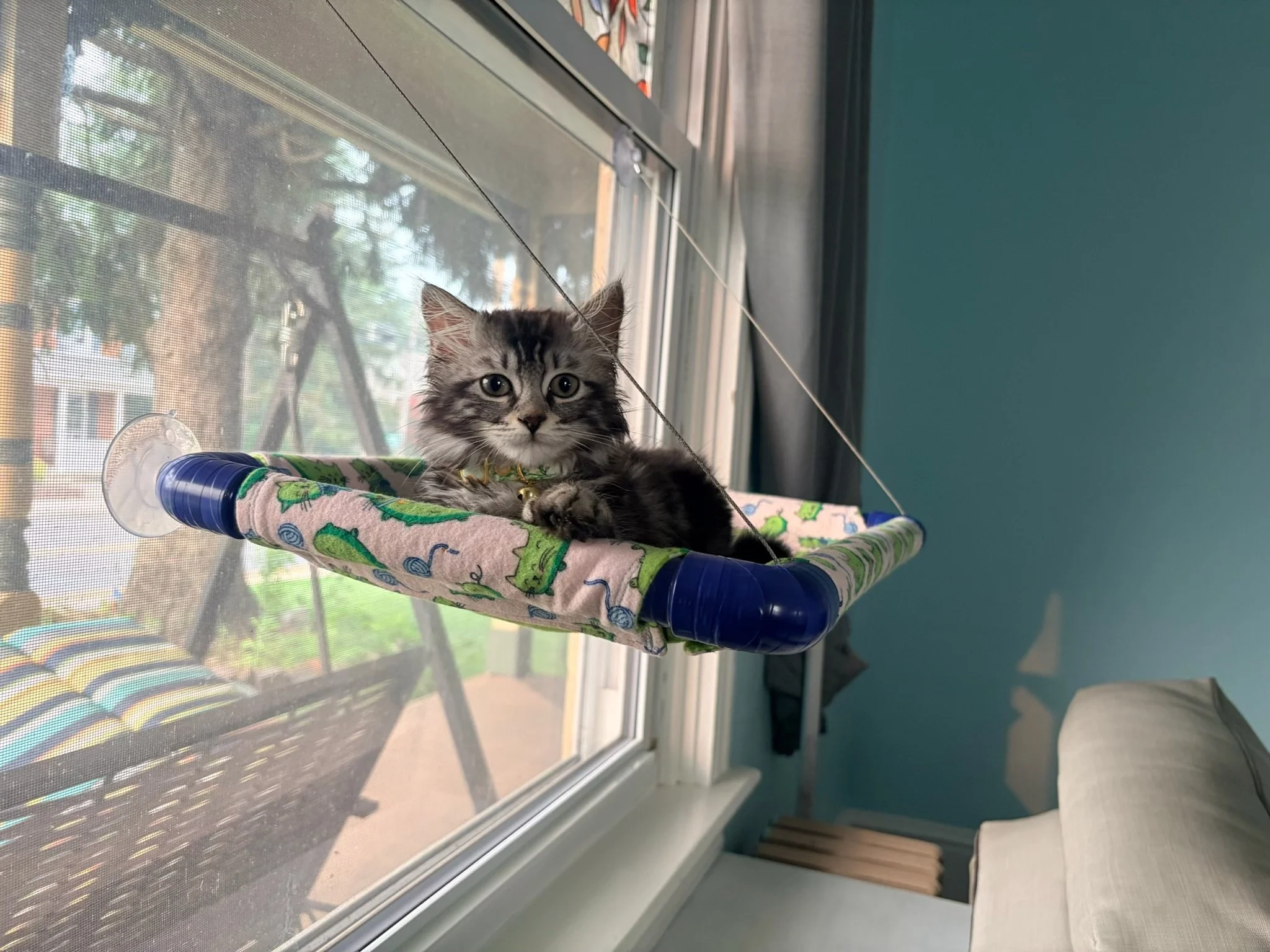 A gray tabby kitten with white markings lying on a colorful fabric hammock by a window, looking at the camera with green eyes.