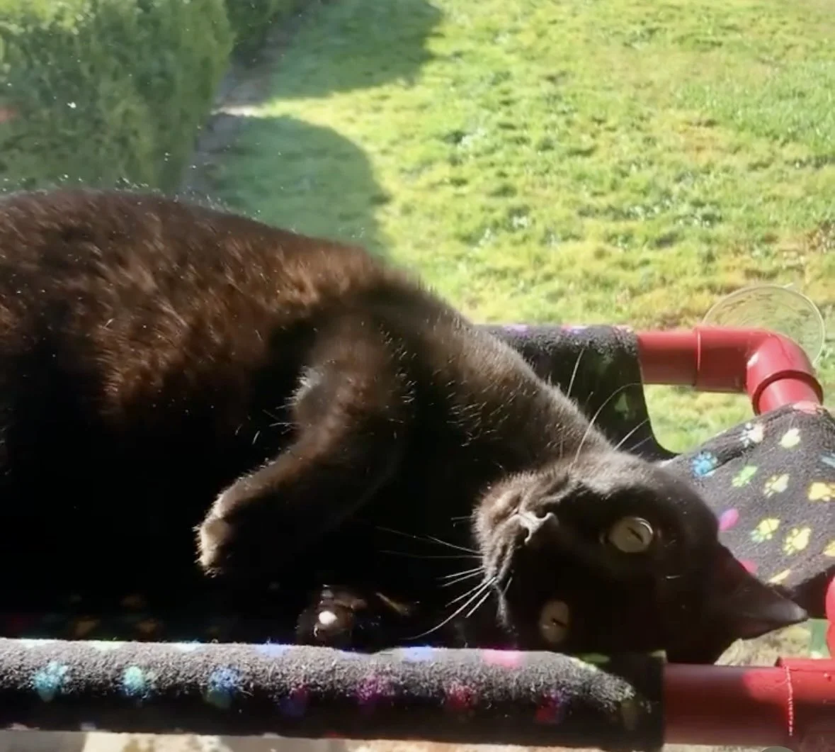 Black cat lying on a colorful pet stroller with green grass outside in the background.