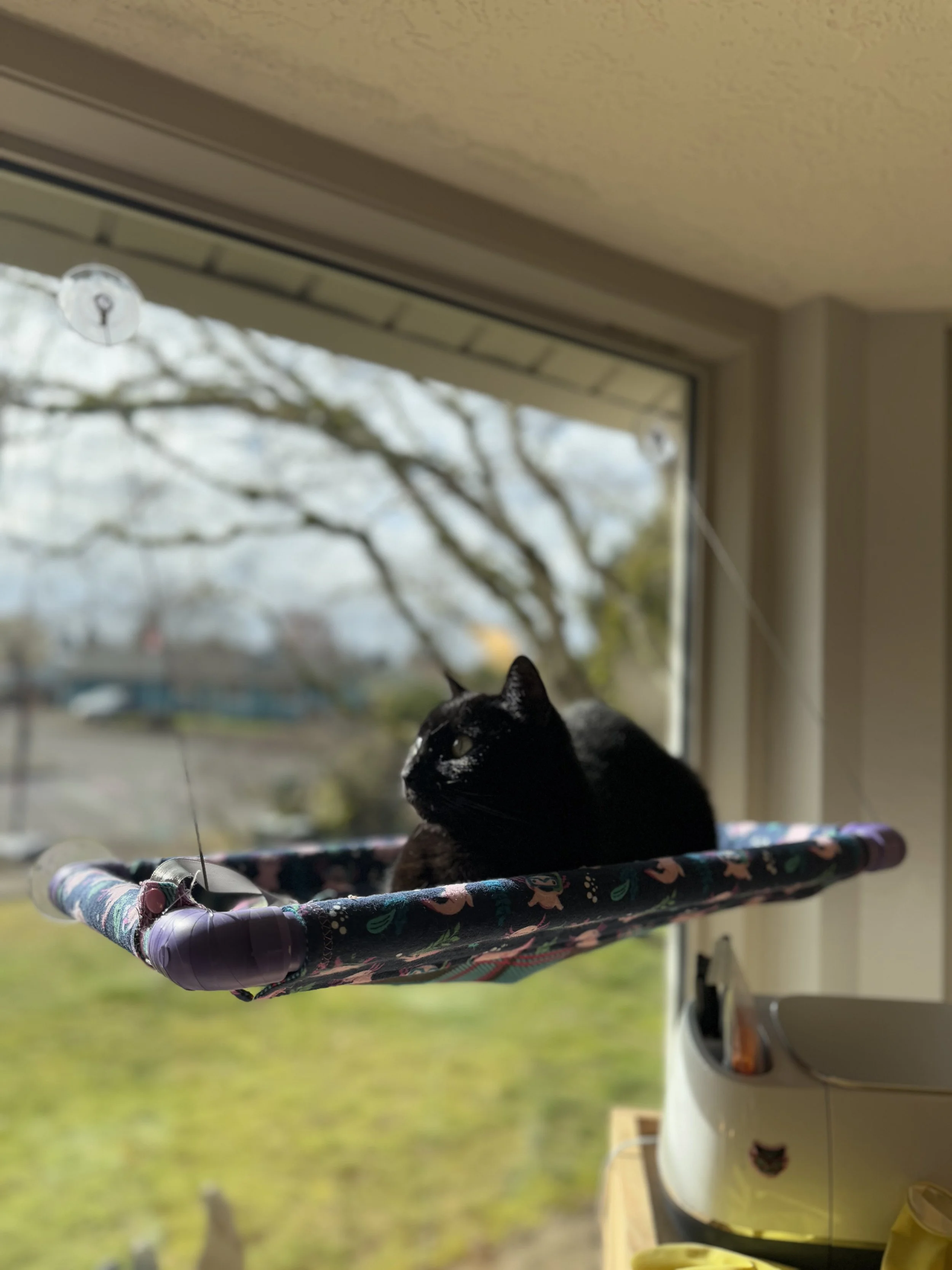 A black cat sitting inside a small, colorful hammock attached near a window with a view of trees and sky outside.