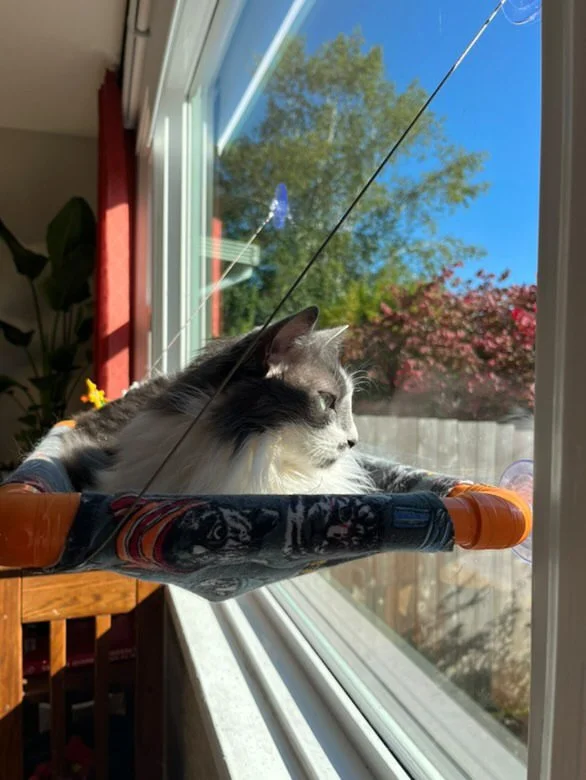 A fluffy gray and white cat resting on a window perch indoors, gazing outside at a tree with pink flowers and greenery on a sunny day.