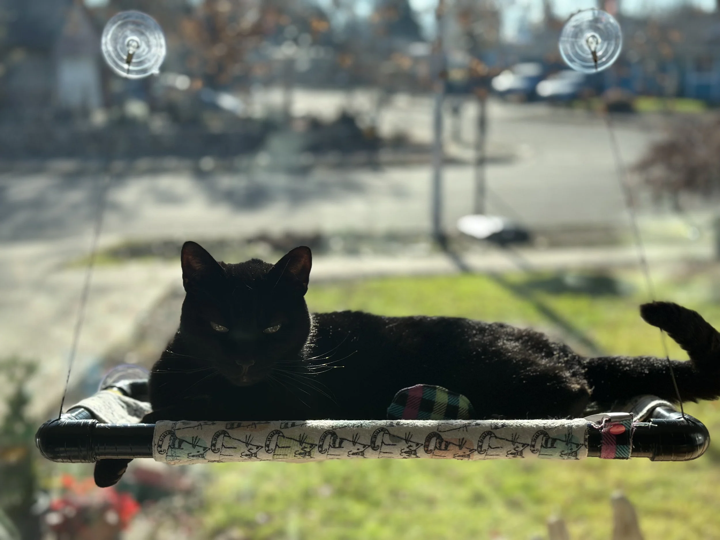 A black cat lying on a bicycle handlebar with a rainbow-colored scarf, looking outward through a window with blurry outdoor scenery and trees.