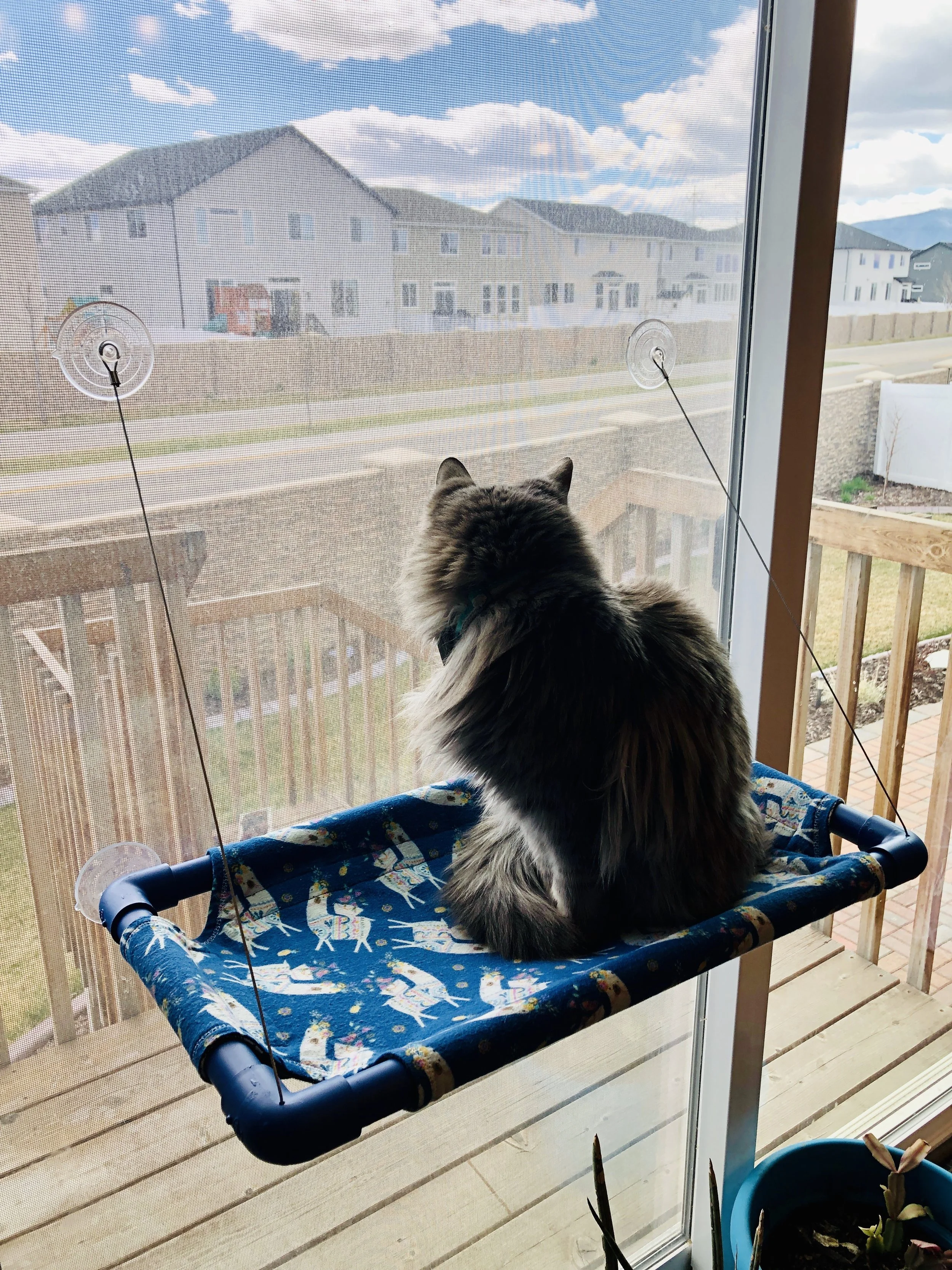 Patty Lazy cat cradle.jpeg