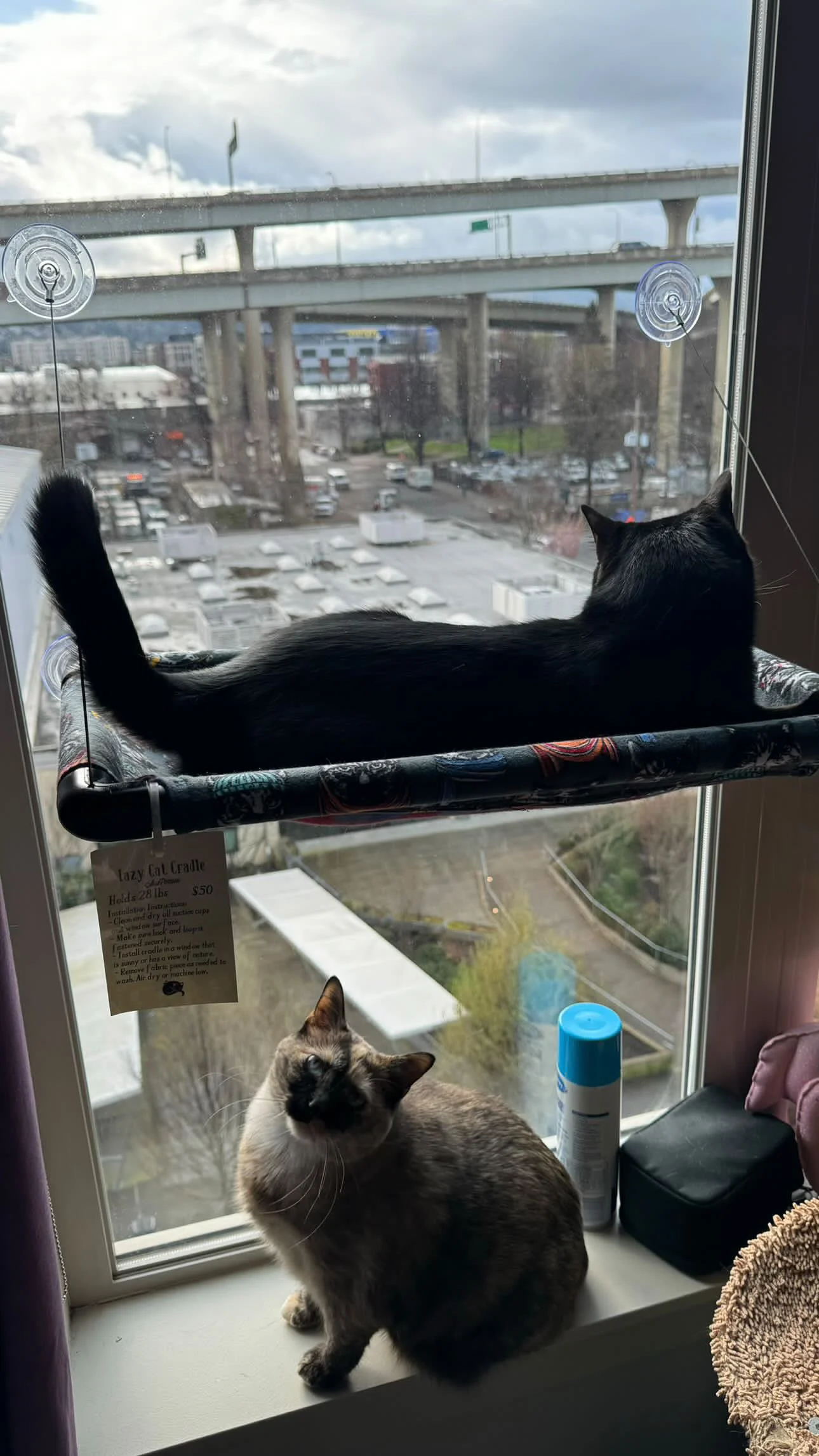 Two cats sitting on a window sill, one black and the other a Siamese mix, looking outside. Behind them, a large window shows a view of rooftops, trees, and an overpass with clouds in the sky.