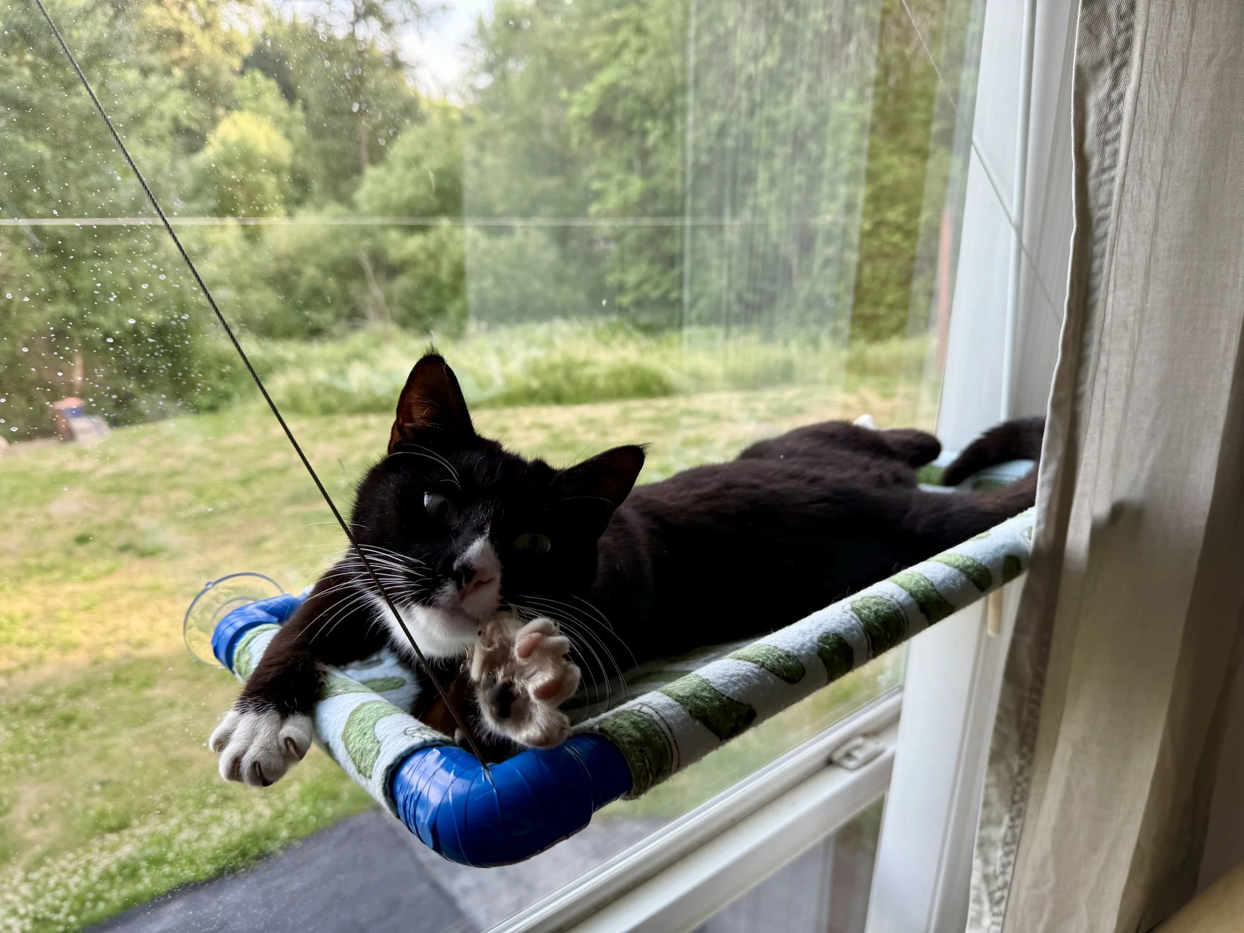 Black and white cat lying on a hammock by a window, looking outside at a green yard.