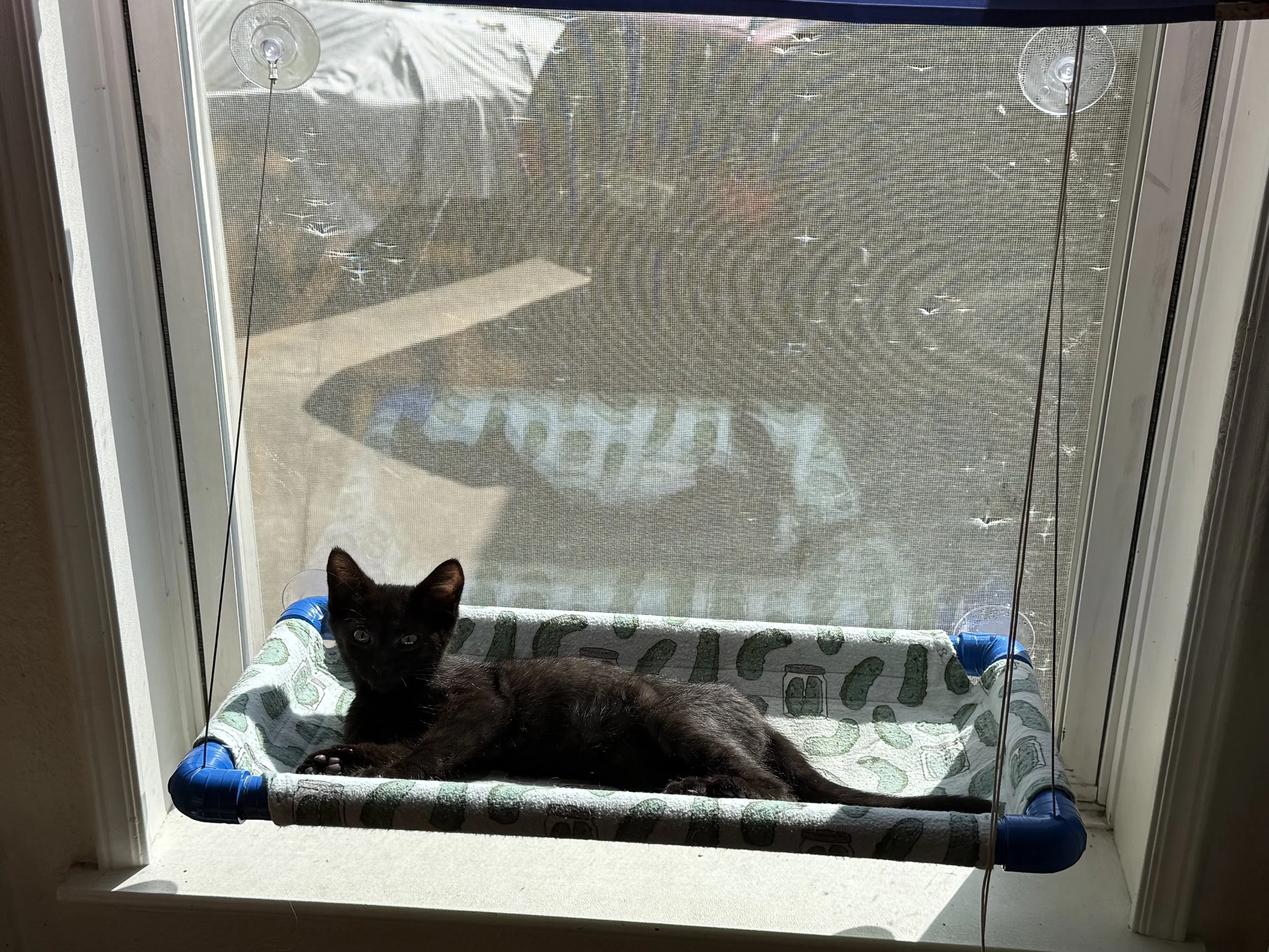 A black cat lying on a cushioned platform inside a screened pet enclosure, seen through a glass door with a mesh screen covering.