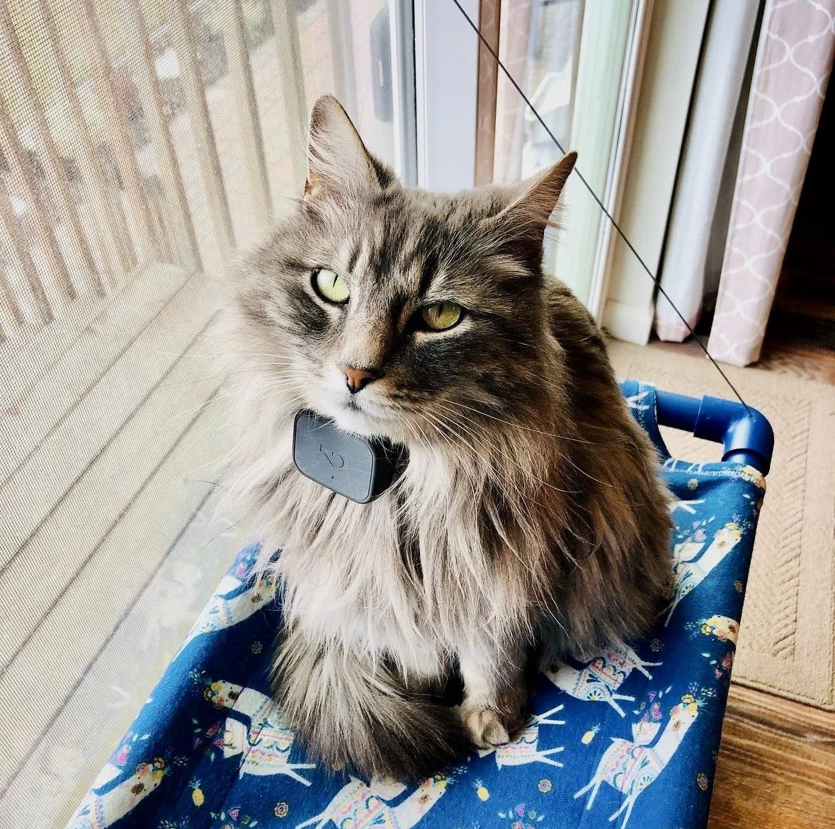 A fluffy gray and brown tabby cat with green eyes sitting in a blue fabric chair near a window.