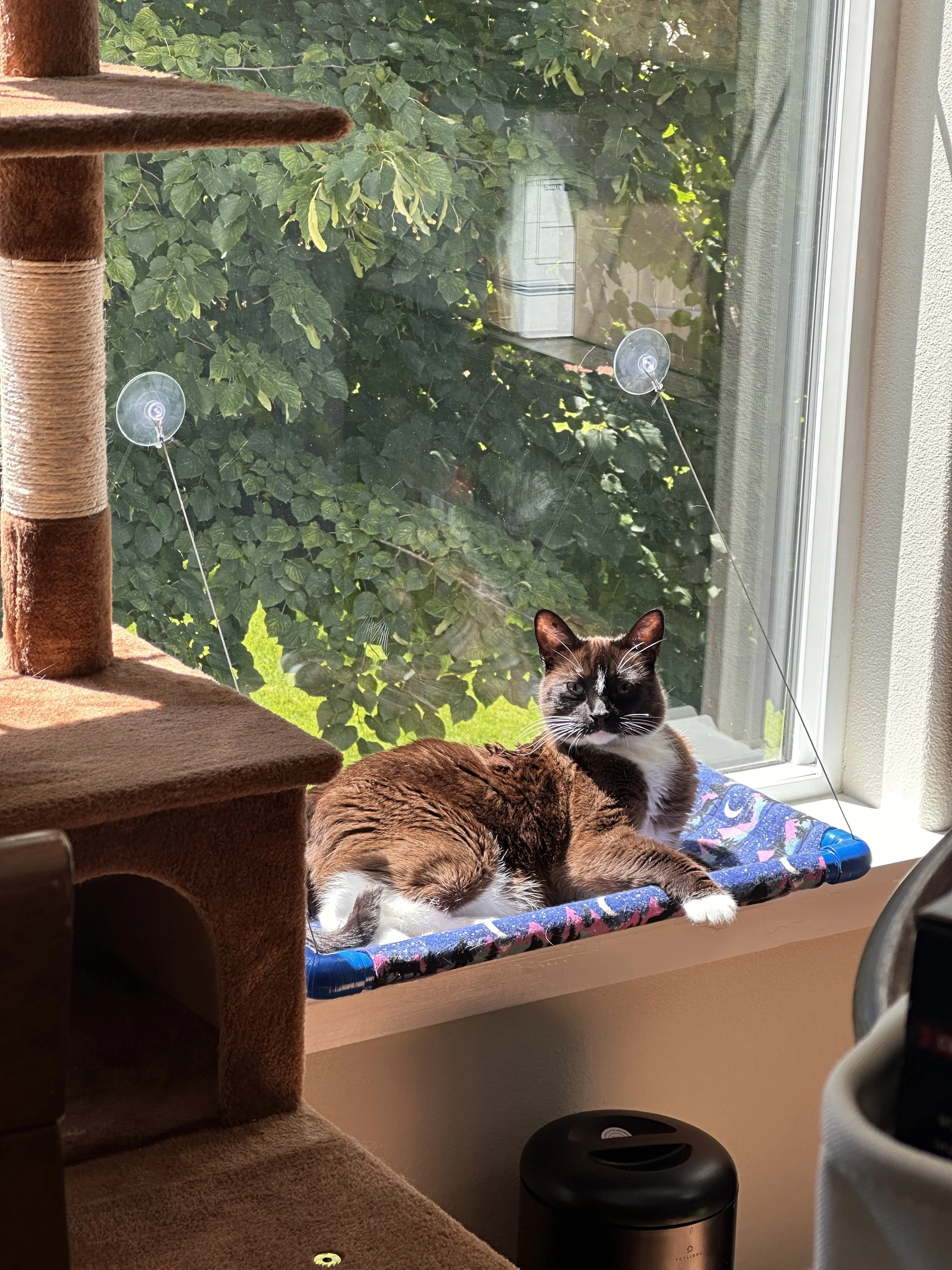 A black and white cat lying on a colorful bed near a window, with green leafy trees outside. The scene is illuminated by sunlight.