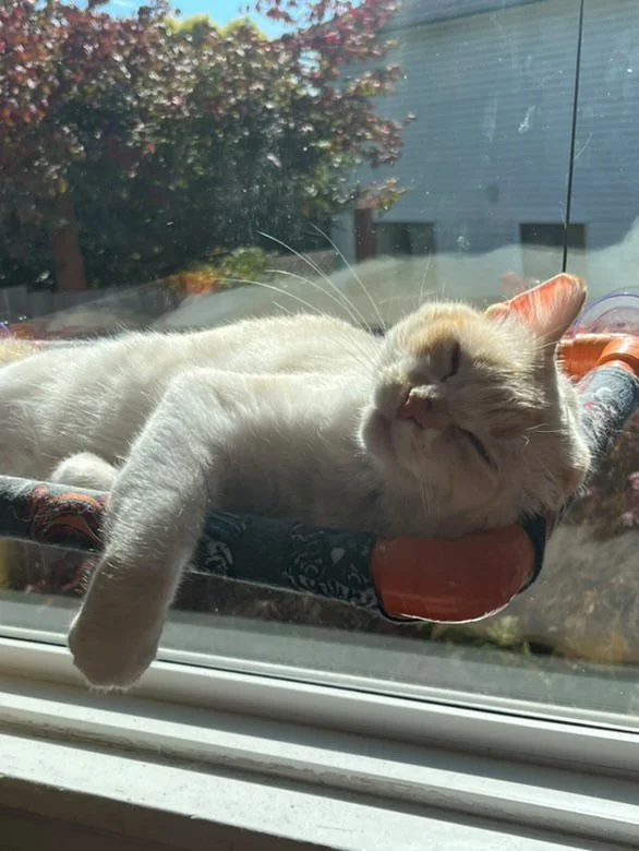A light-colored cat sleeping on a window perch outside the window, with trees and a building visible in the background.