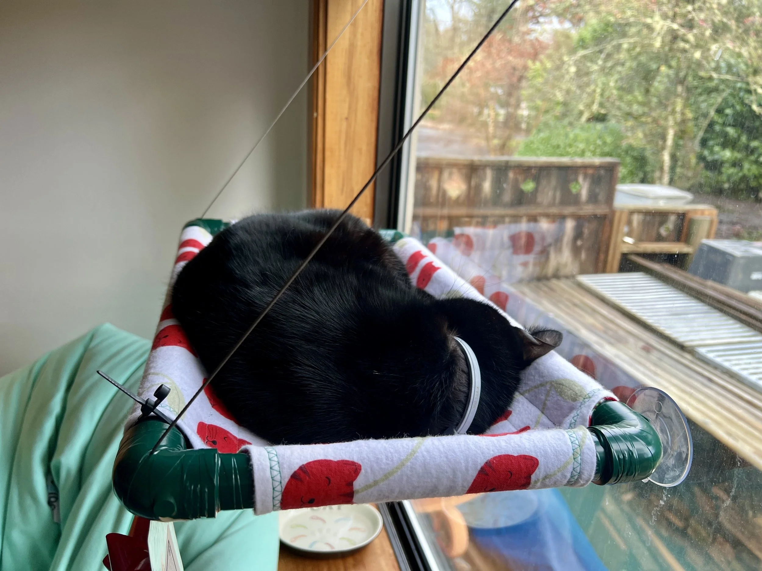 A black and white cat resting inside a window seat with a cherry pattern on the cushion, looking out at a garden with trees and fencing outside.